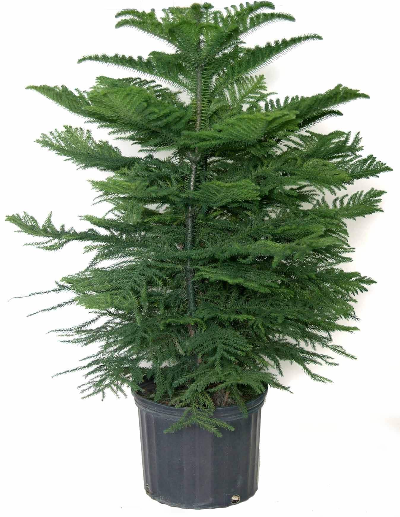 Norfolk Island Pine In 10 In Plastic Planter In The House Plants Department At Lowes Com