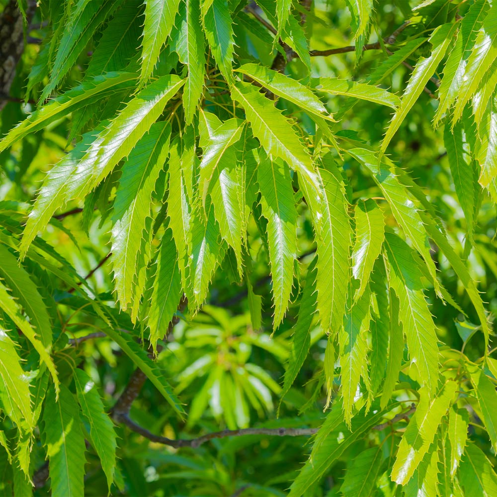 Brighter Blooms Sawtooth Oak Tree (5-6 ft.) at Lowes.com