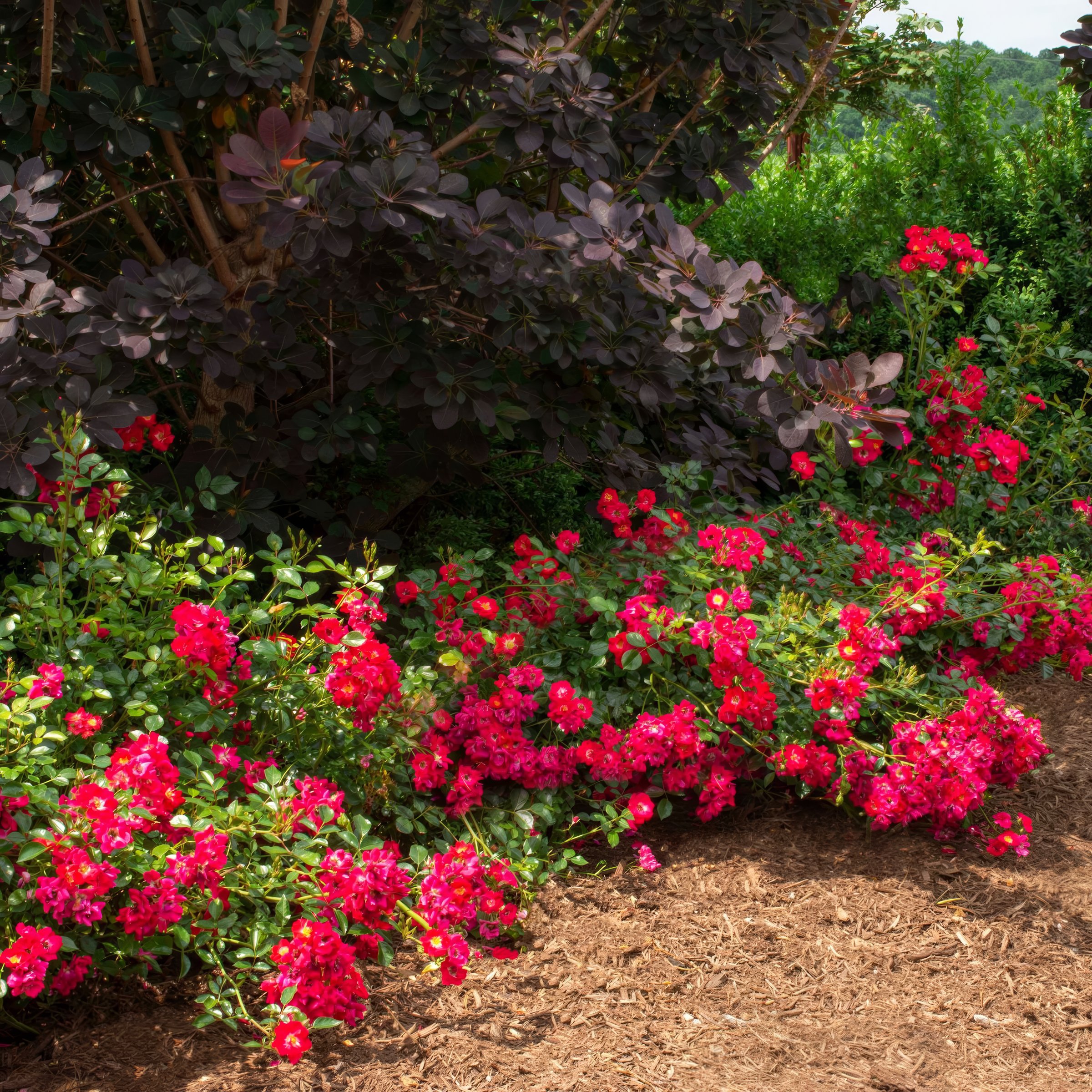 National Plant Network Red Drift Rose Red 3-Gallon in Planter in the ...