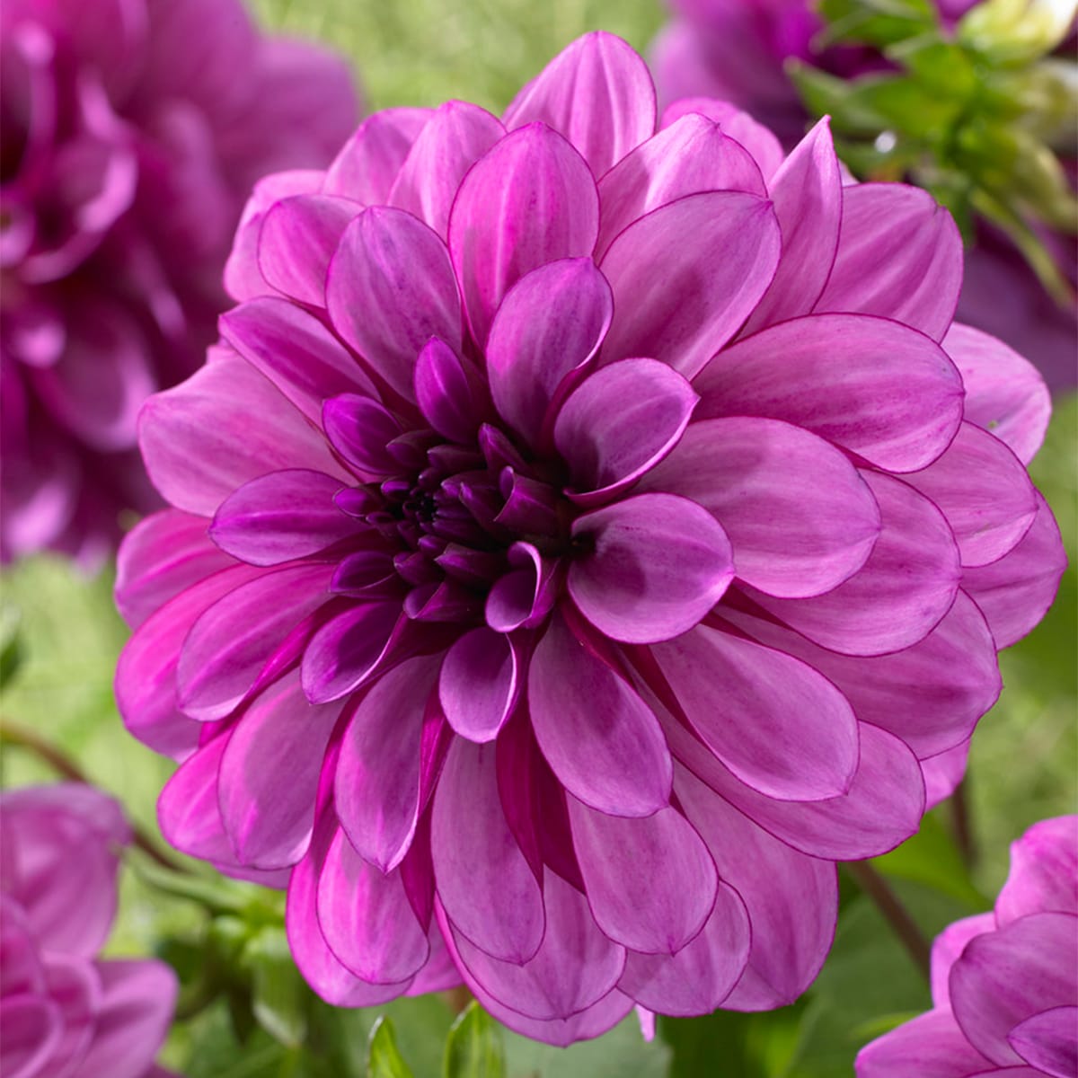 Dahlias Blue Boy Plants Bulbs Seeds At Lowes Com   47494771 