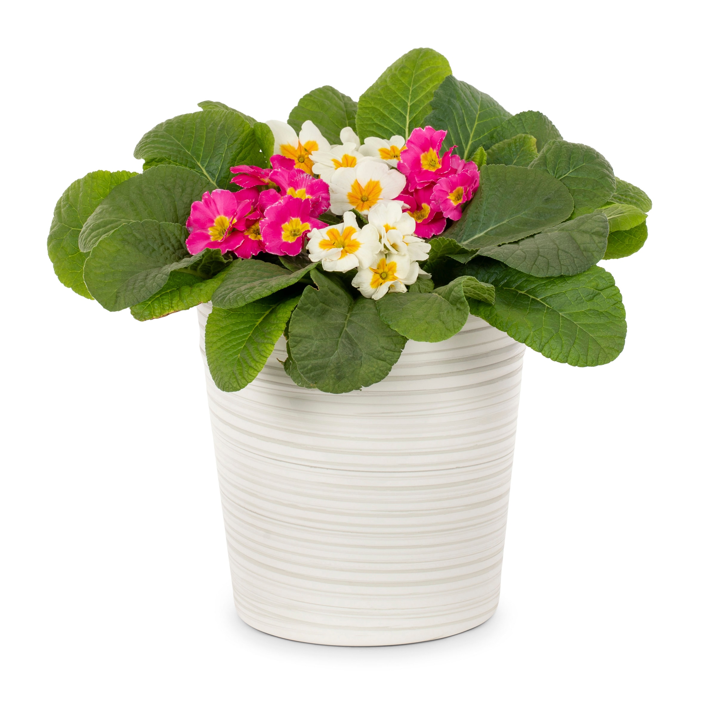 Lowe's Multicolor Primrose in 2.5-Quart Planter in the Annuals ...