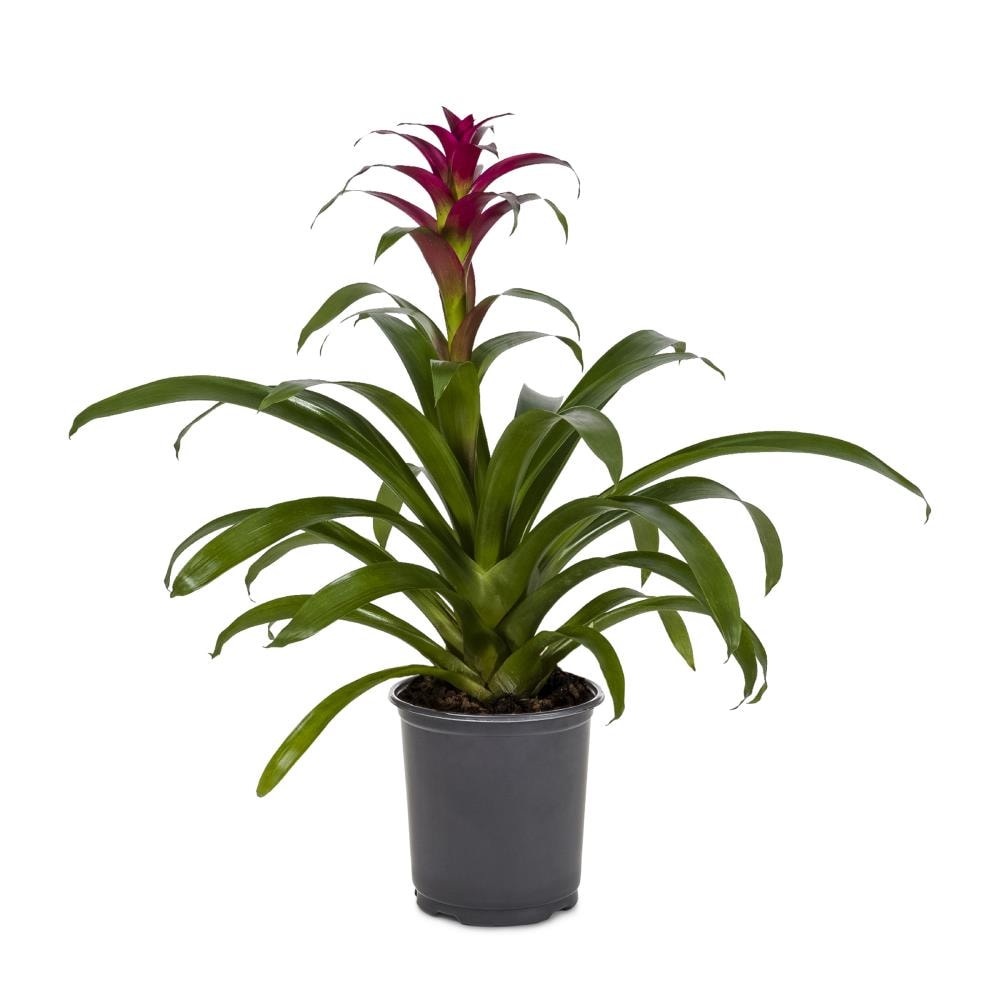 Lowe's 14 OZ. BROMELIAD Mixed Bromeliads House plant in 14 Ounce(s) Pot 1.0 -Pack