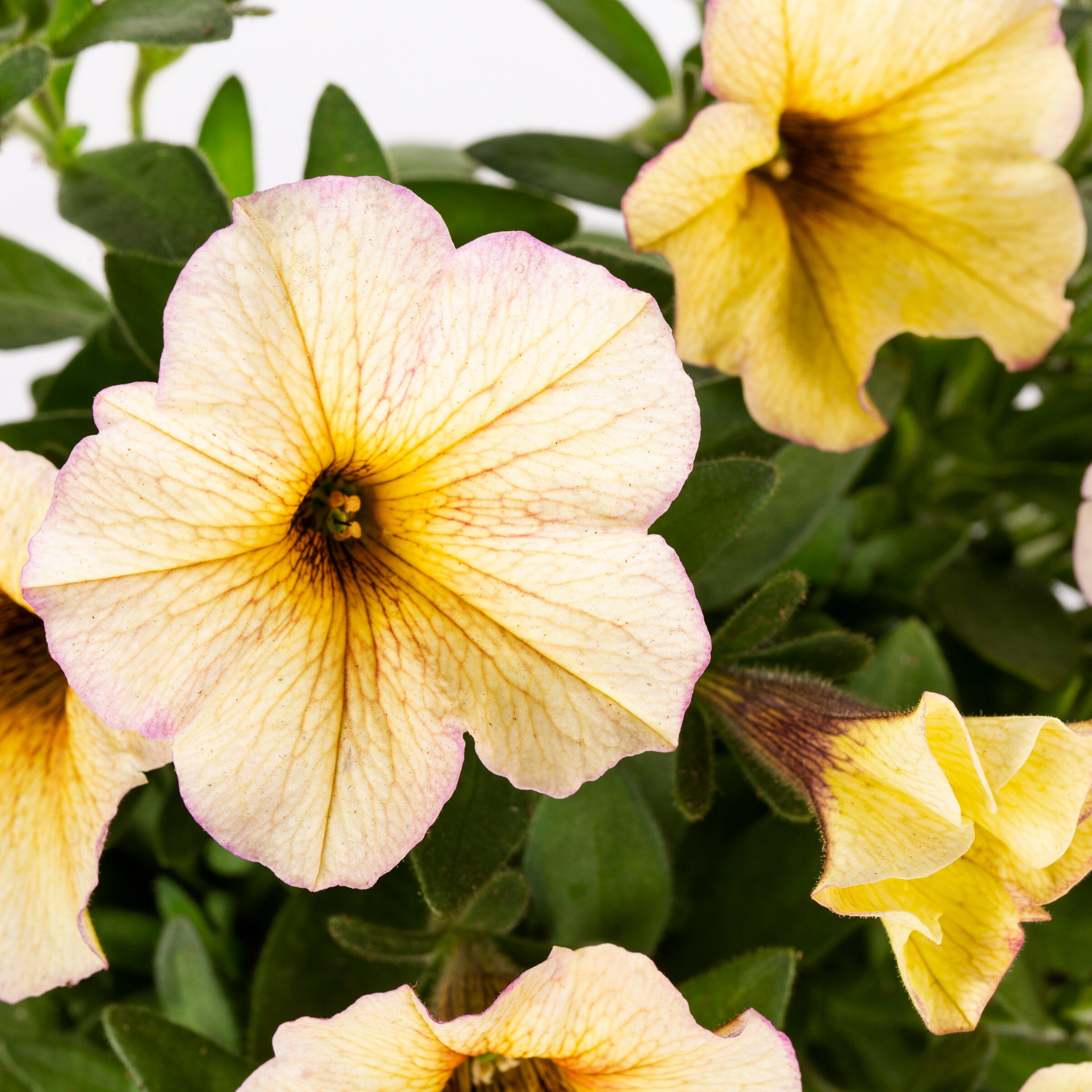 Lowe's NURSERY annuals - View #2
