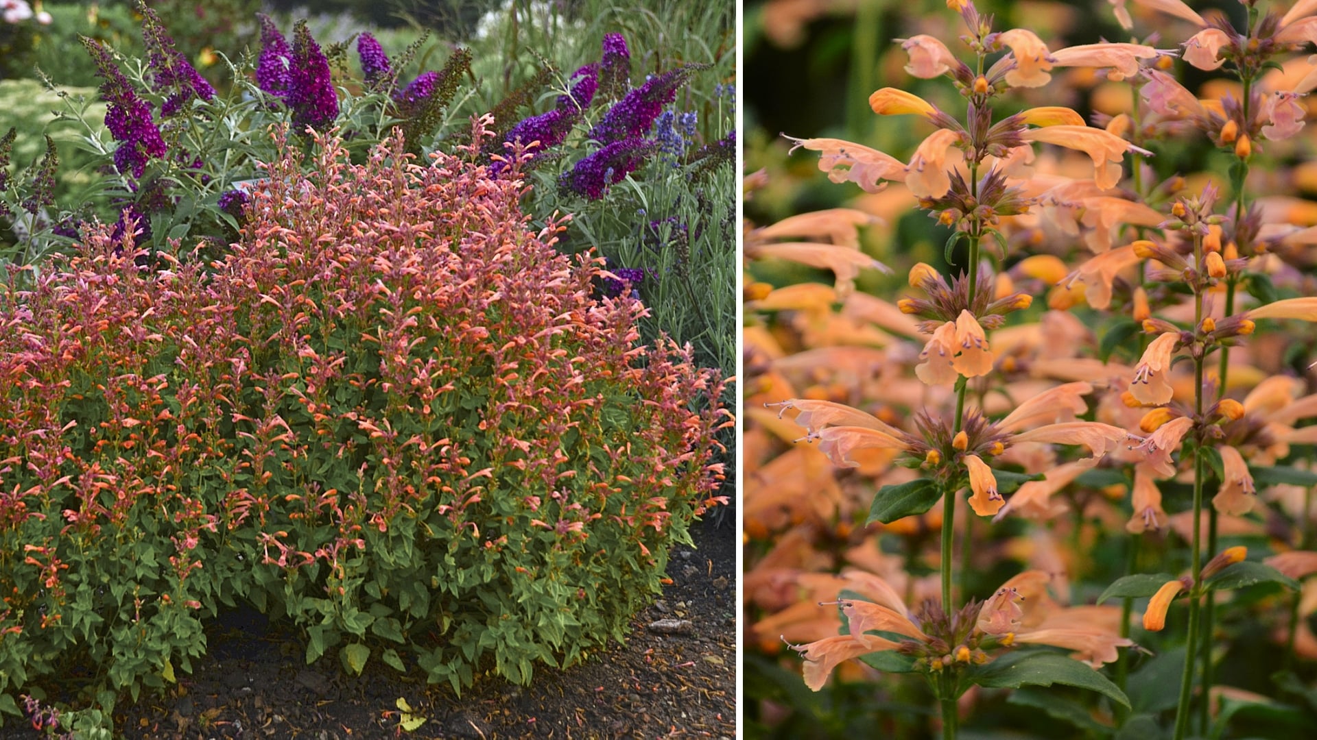 National Plant Network LW1516 perennials - View #2