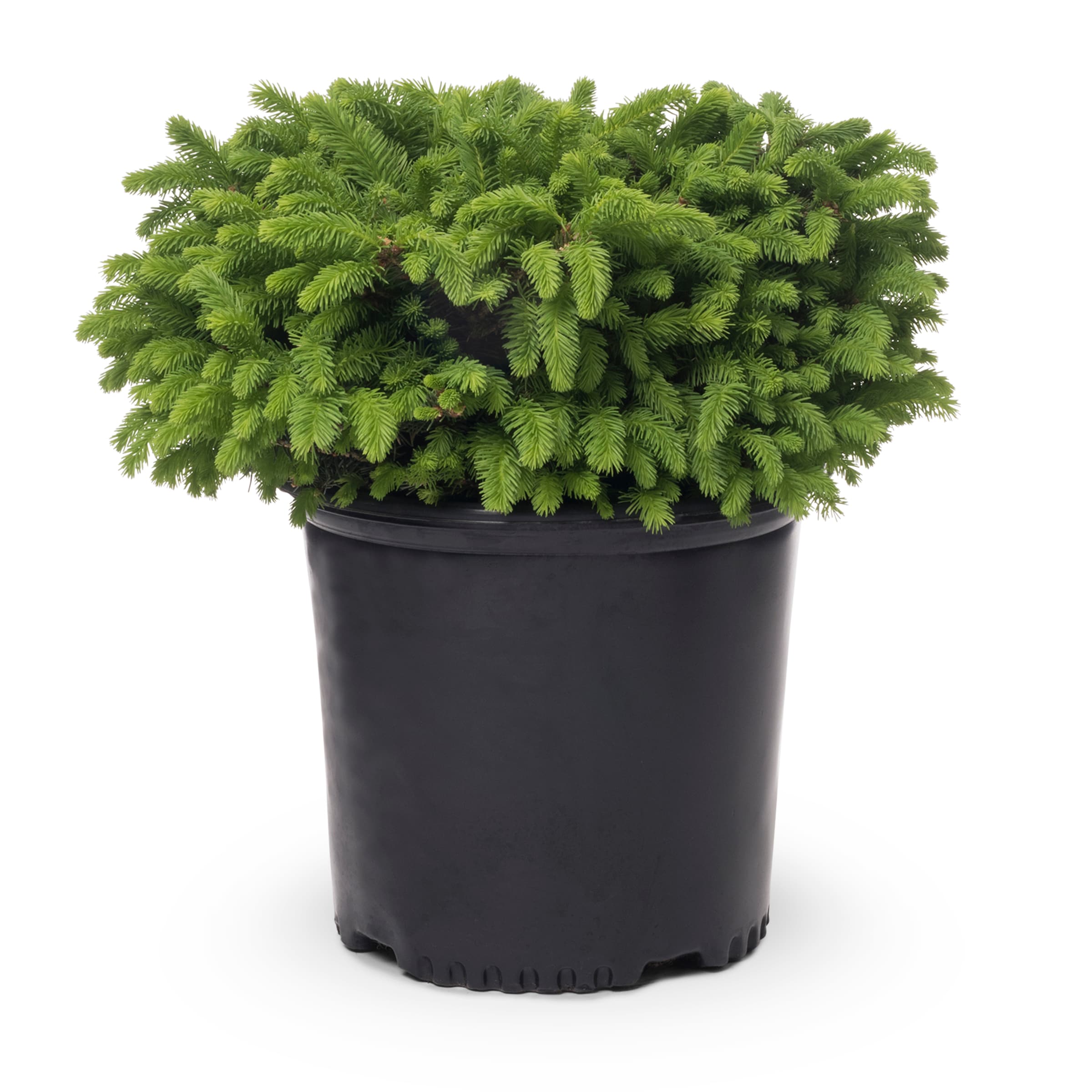 Lowe's Bird's Nest Spruce Accent Shrub in 1-Gallon Pot in the Shrubs ...