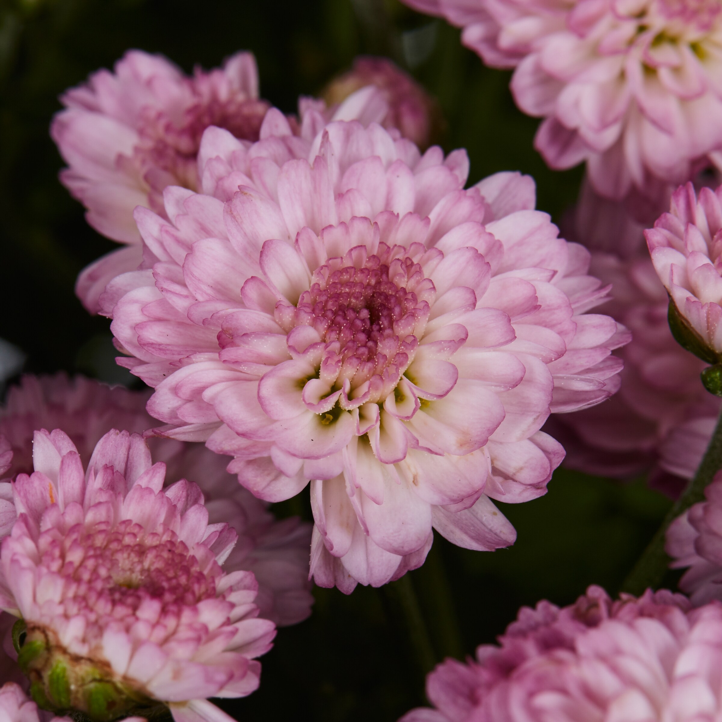 Lowe's NURSERY annuals - View #2
