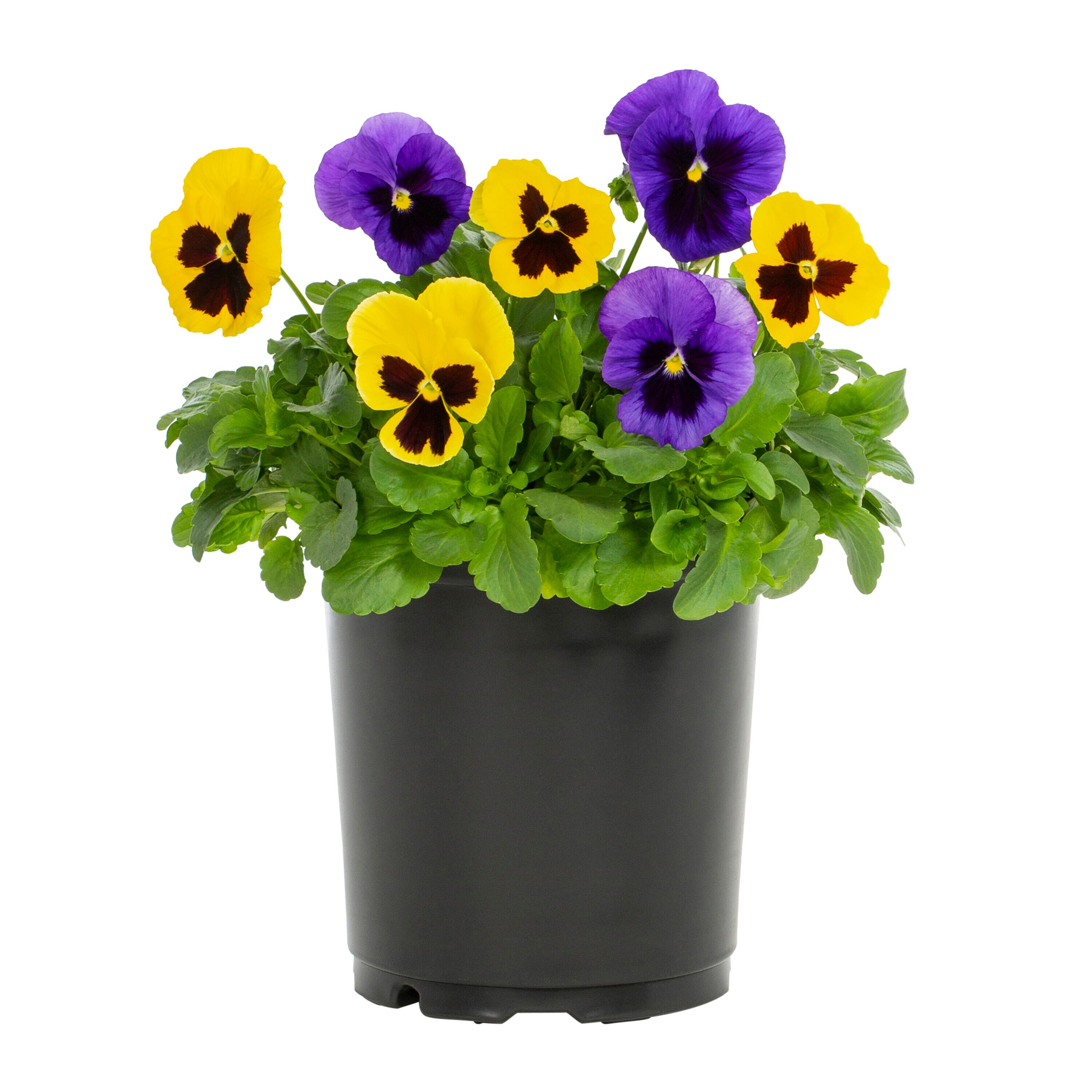 Metrolina Greenhouses 5320 annuals - View #5