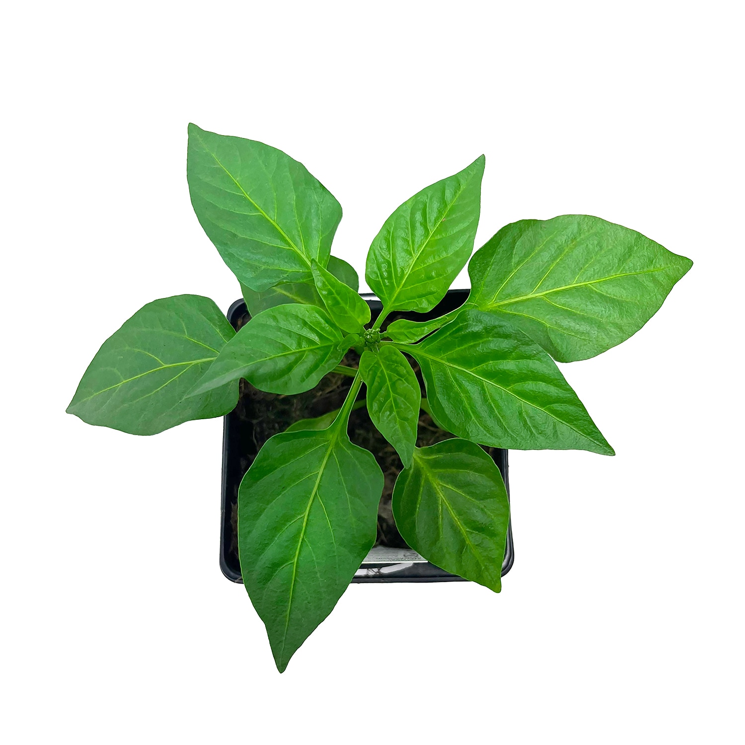 Altman Plants 0873051 Vegetable-Plants - View #2