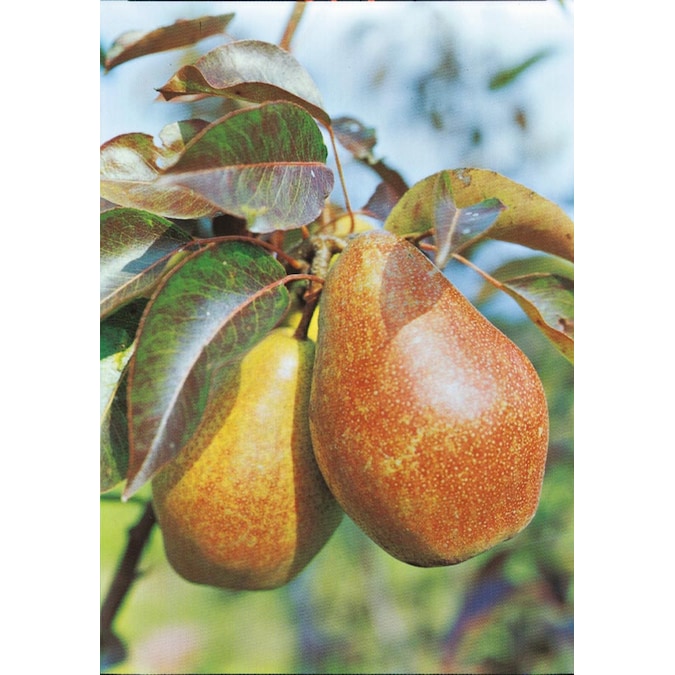 Lowes fruit trees for sale