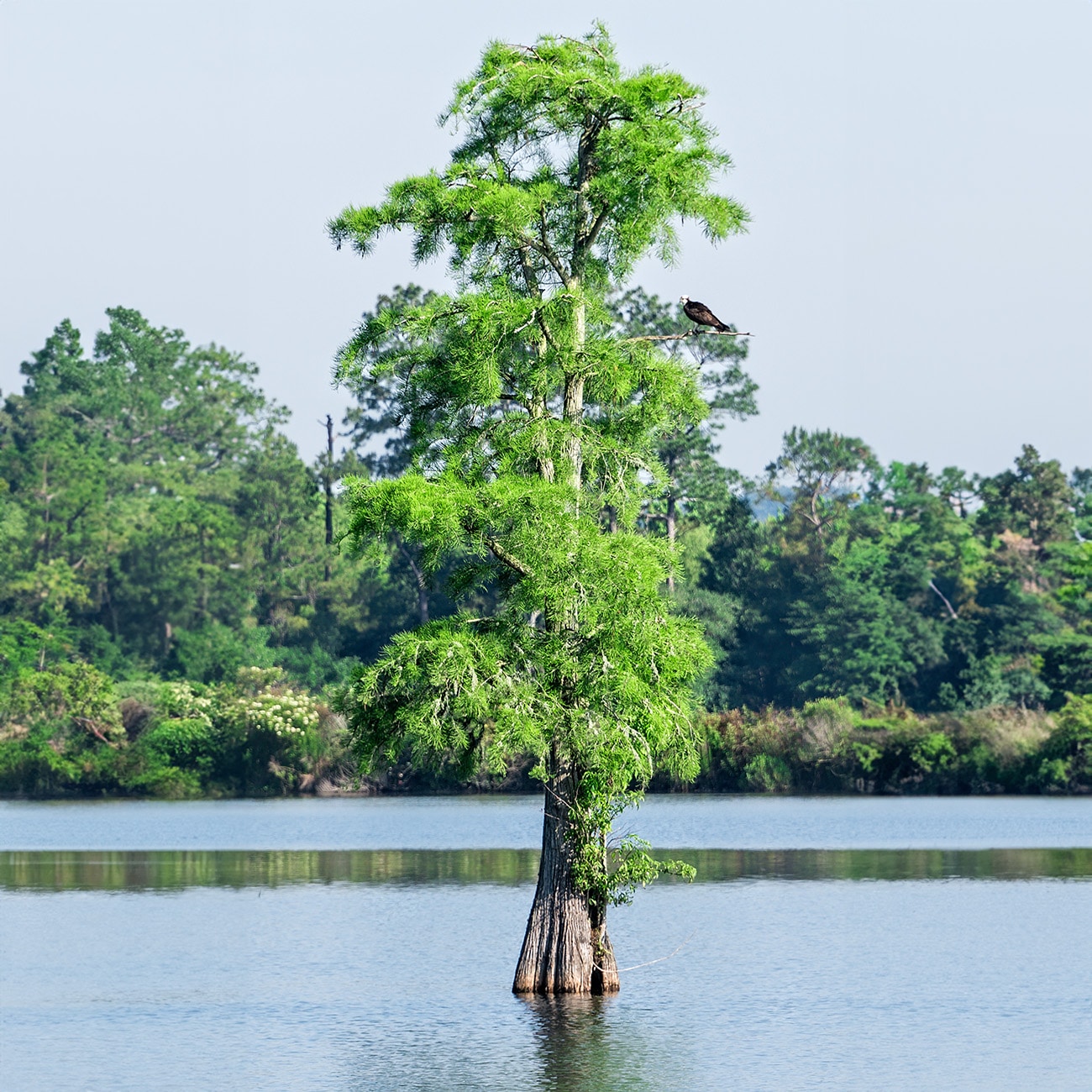 Perfect Plants LOBALDCYPRESS5G trees - View #6