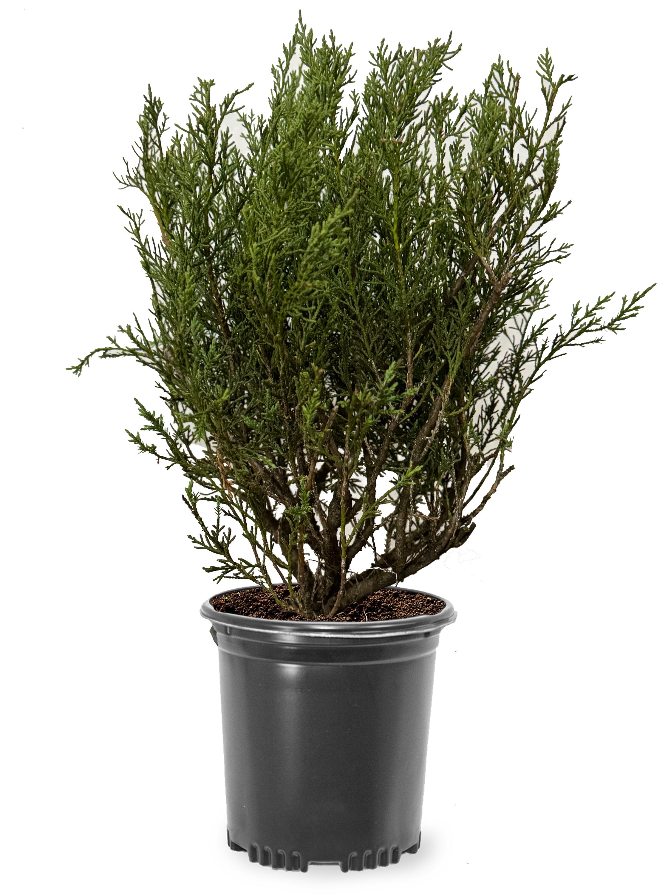 Southern Planters JUNHET01G 1 -Gallon Feature Hetzi Column Juniper In pot (with soil)