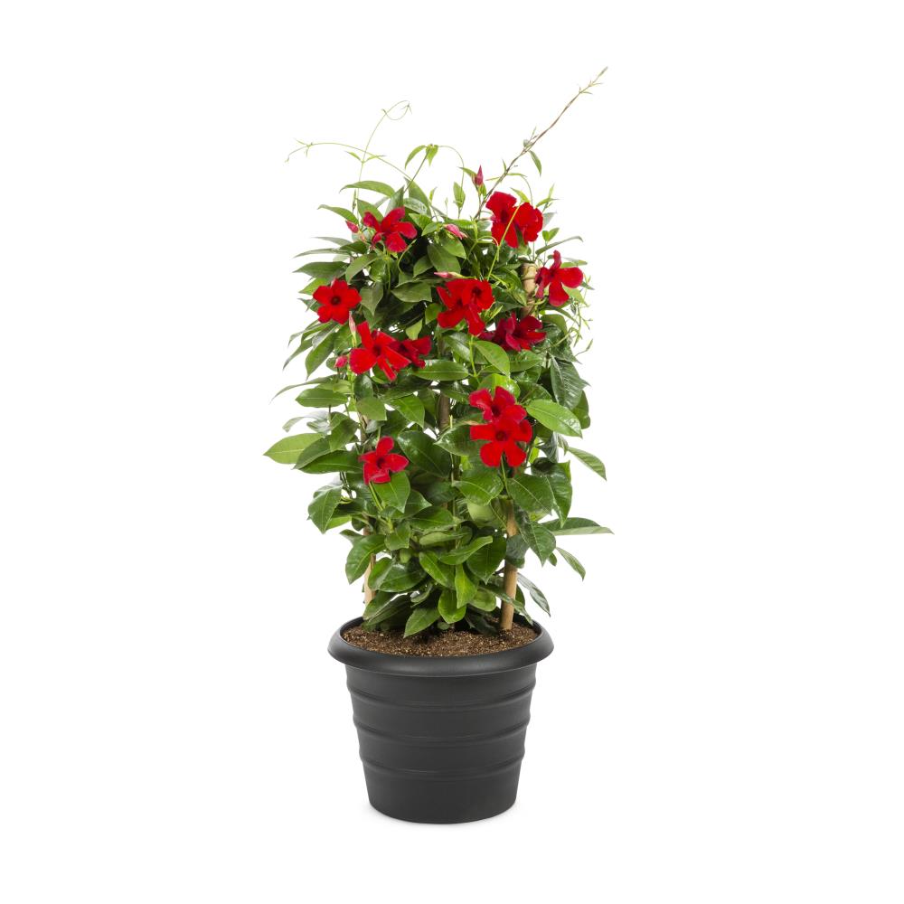 Tropic Escape 2-Gallons in Pot Mandevilla (L10440) at Lowes.com