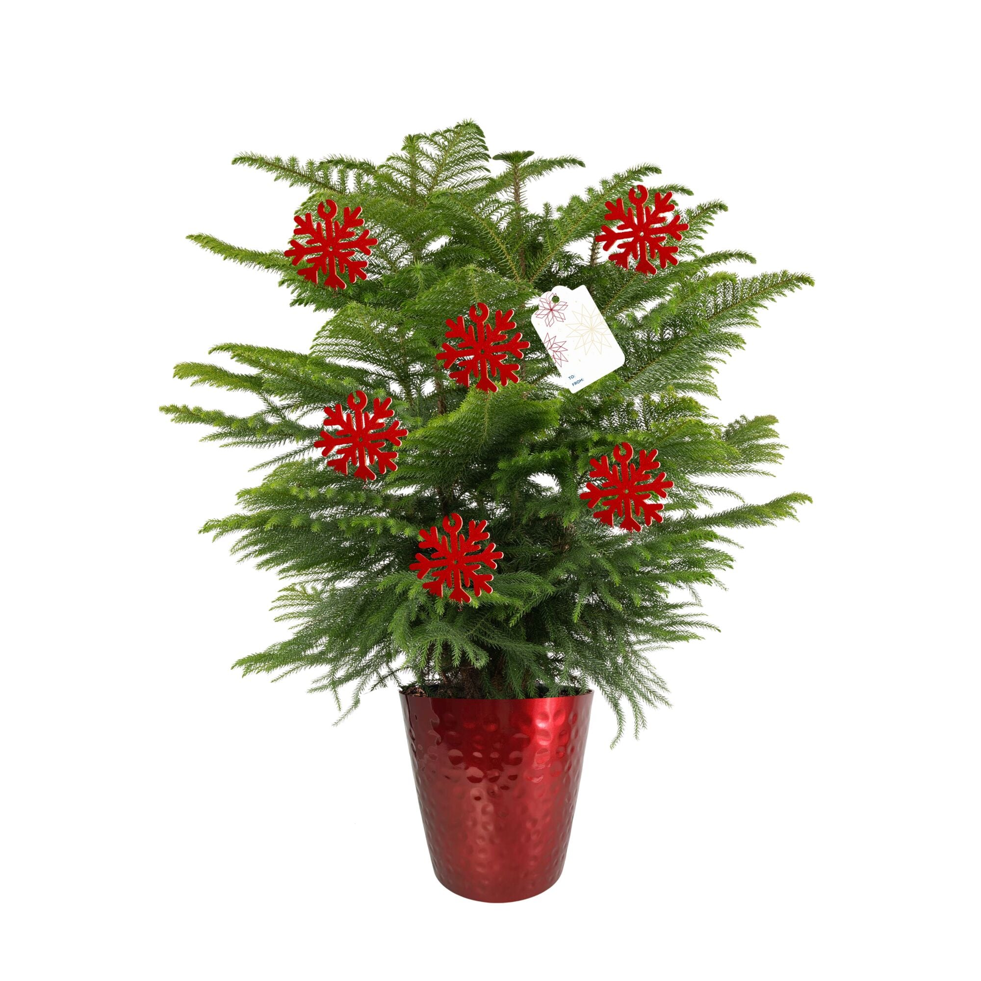 Costa Farms 10 Inch(es) Norfolk Island Pine Pot 1 -Pack