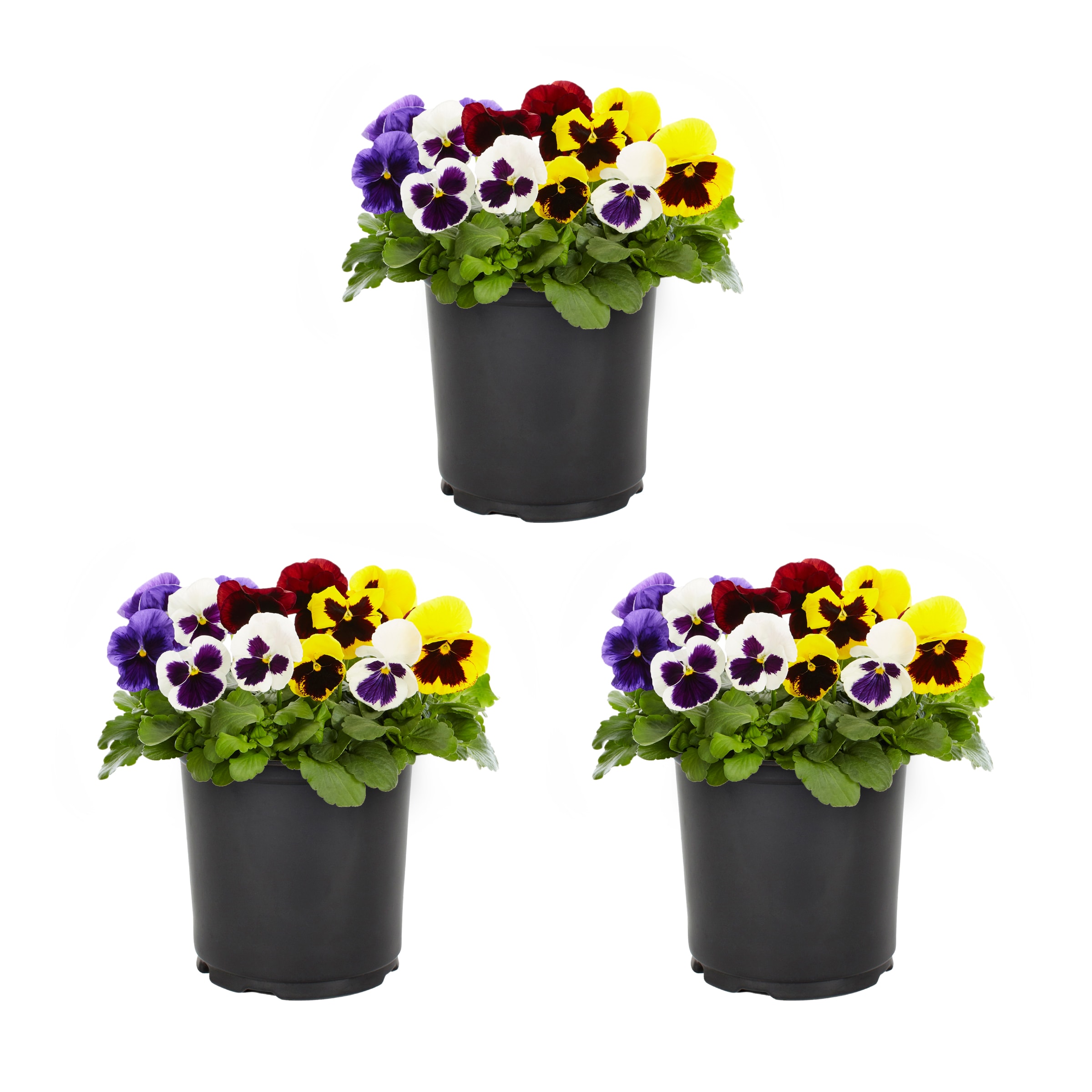 Lowe's Multicolor Pansy in 2.5-Quart Pot in the Annuals department