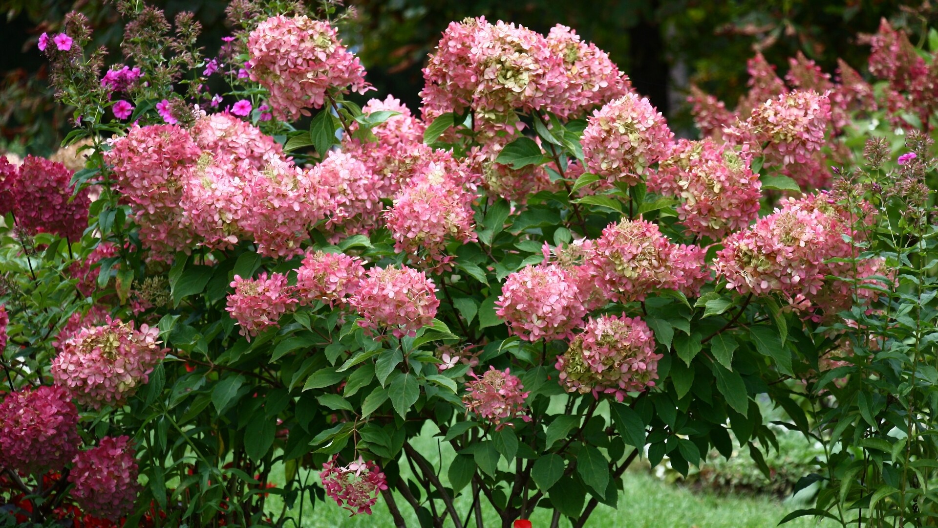 National Plant Network LW1550 trees - View #5