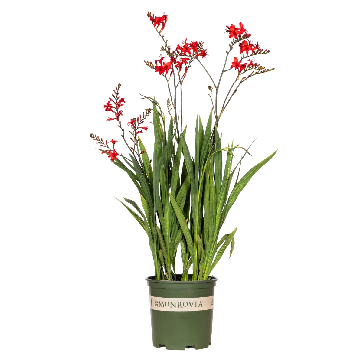 Monrovia - Emberglow Montbretia in 1.73-GAL Pot