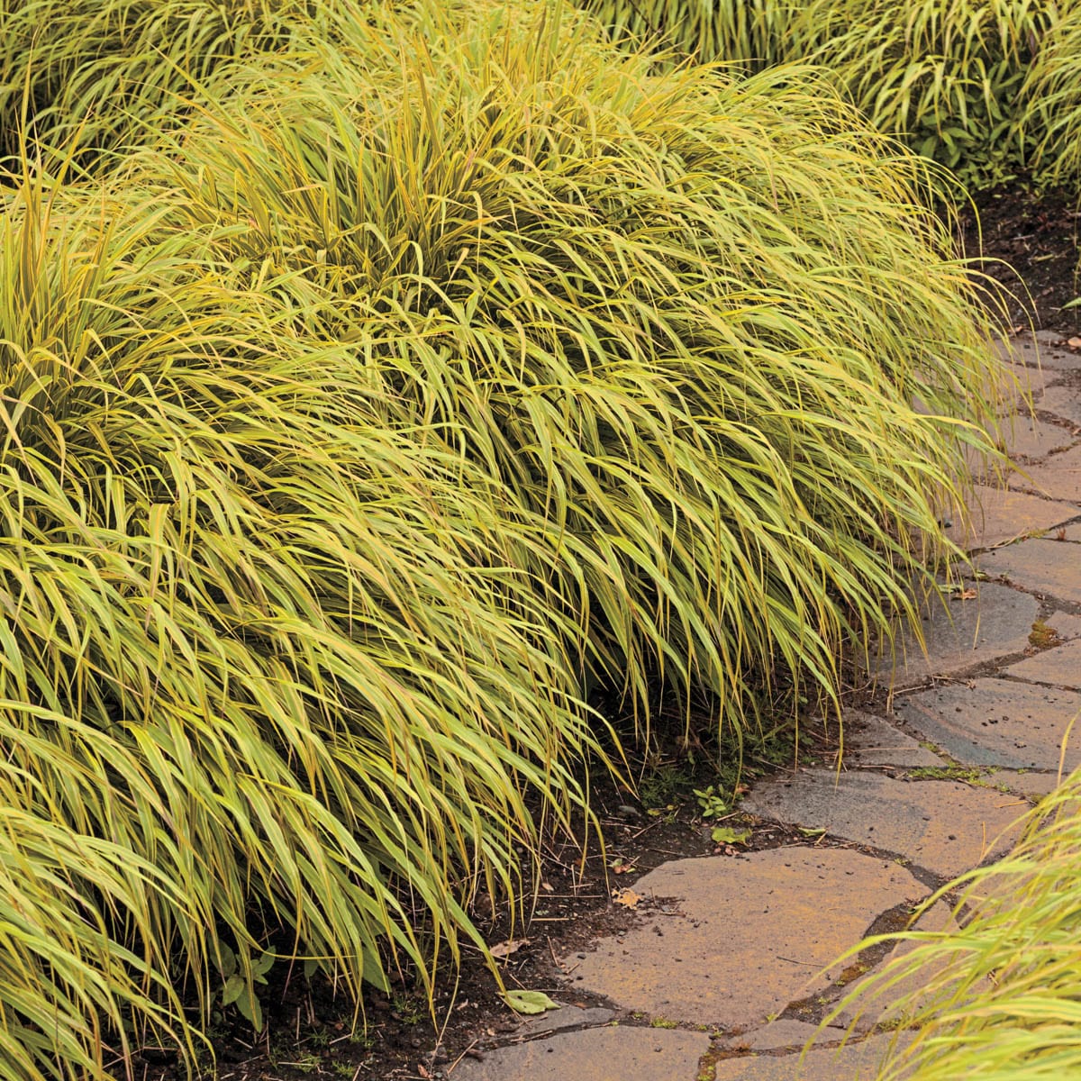 Spring Hill Nurseries 62963 Golden Hakone Grass in Bareroot