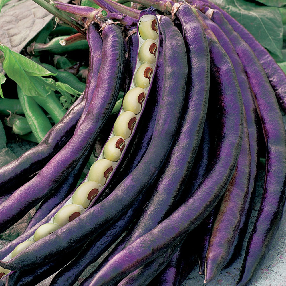 Ferry-Morse LC25.7524 Vegetable-Herb-Seeds - View #3