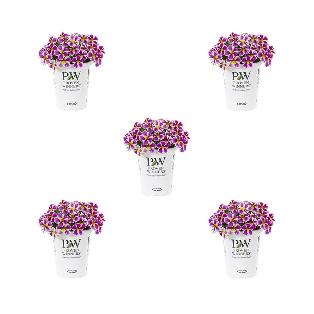 Metrolina Greenhouses 78844 Pink Calibrachoa in 1.5-Pint Pot 5-Pack