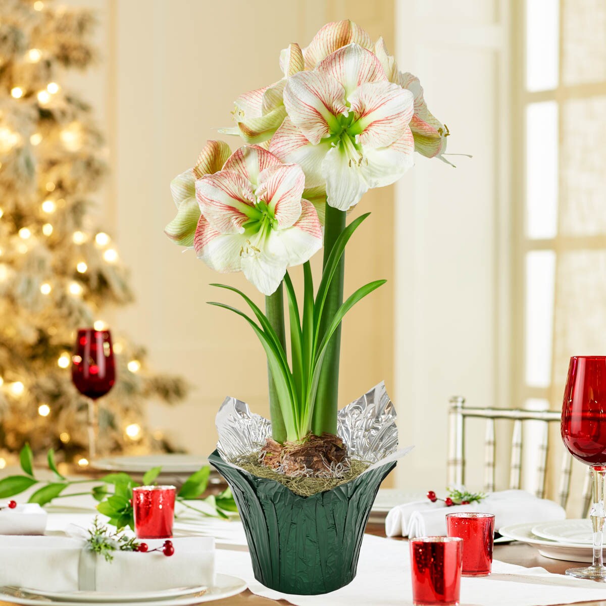 jury Ontwijken Uitstekend Gardens Alive! White Princess Claire White Flowering Amaryllis Gift Kit  Bulbs Pot 1-Pack in the Plant Bulbs department at Lowes.com