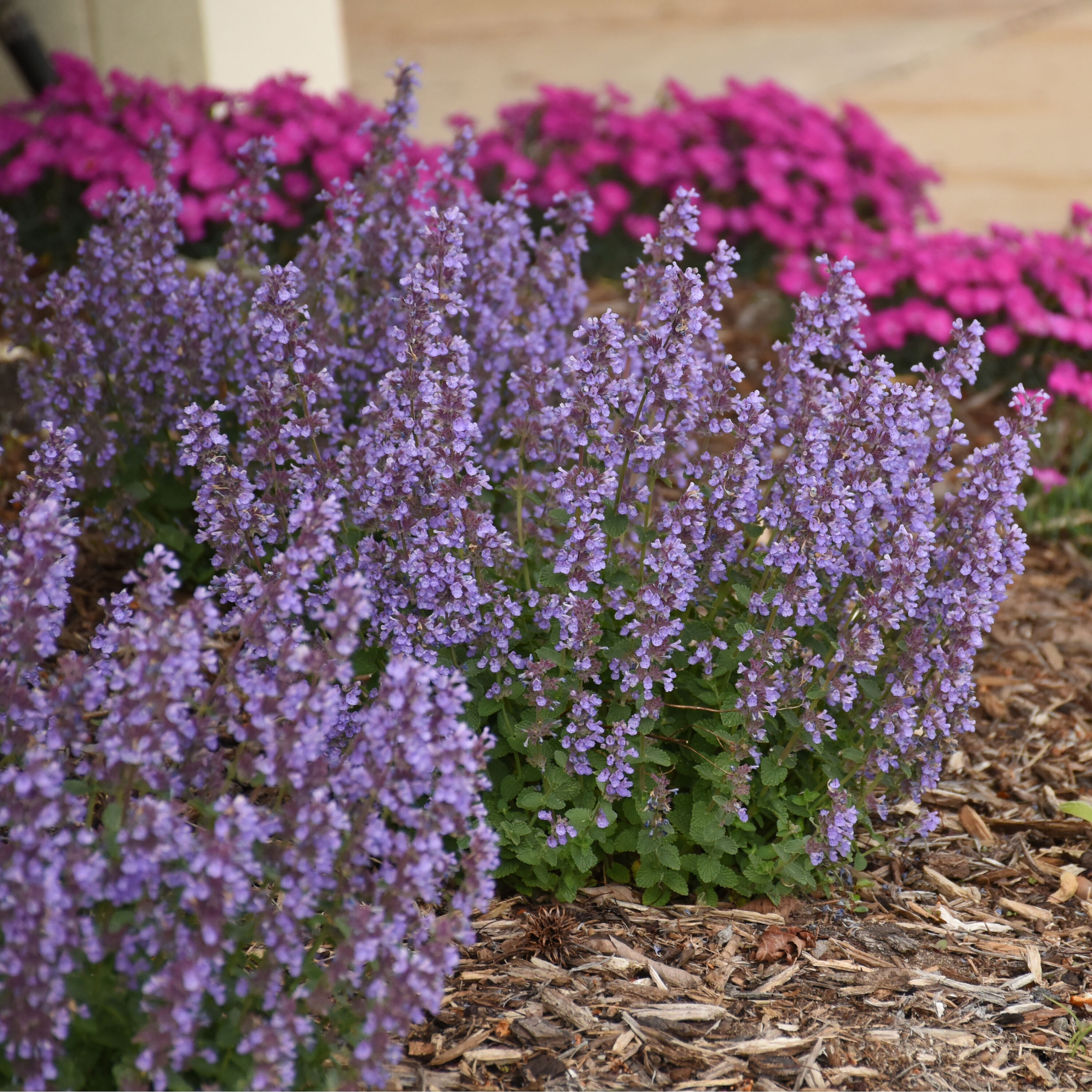 Proven Winners 'Cat's Pajamas' Catmint (Nepeta) - Indigo Blue Blooms,  Fragrant Perennial Plant - 0.65 Gallon Pot - Deer-Resistant - Attracts  Butterflies and Hummingbirds at