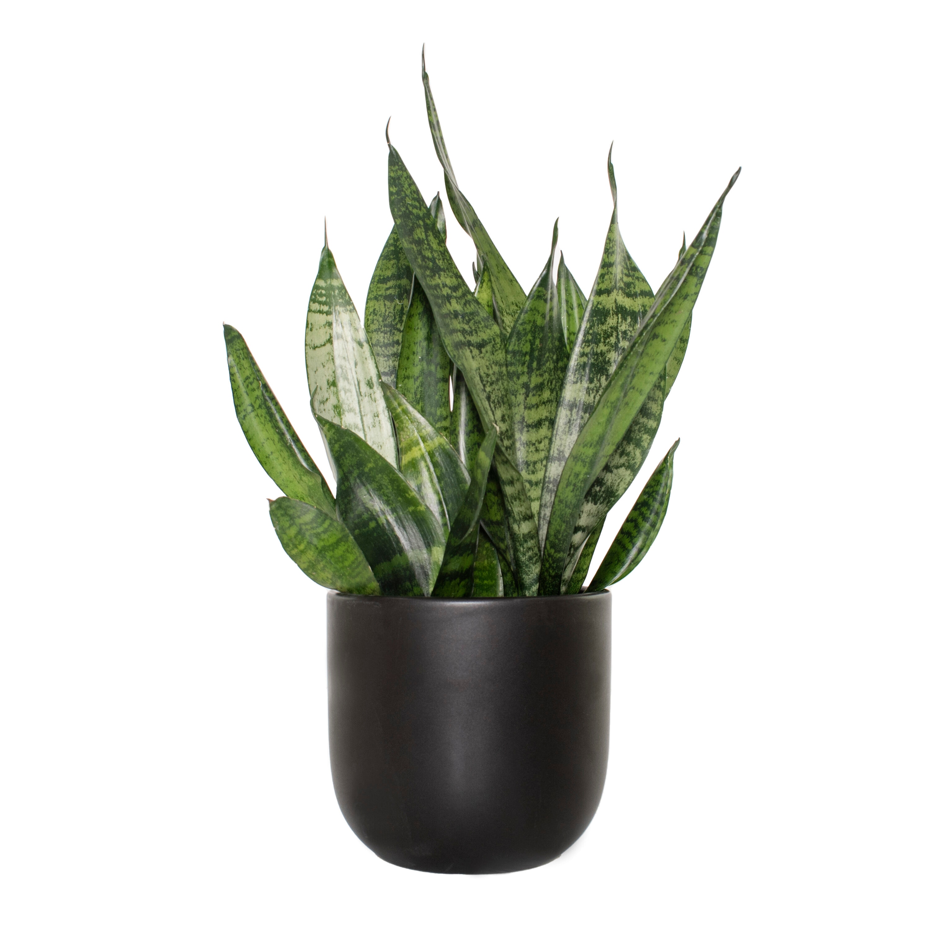 National Plant Network LW4695 Snake House plant in 7 Inch(es) Pot 1.0 -Pack