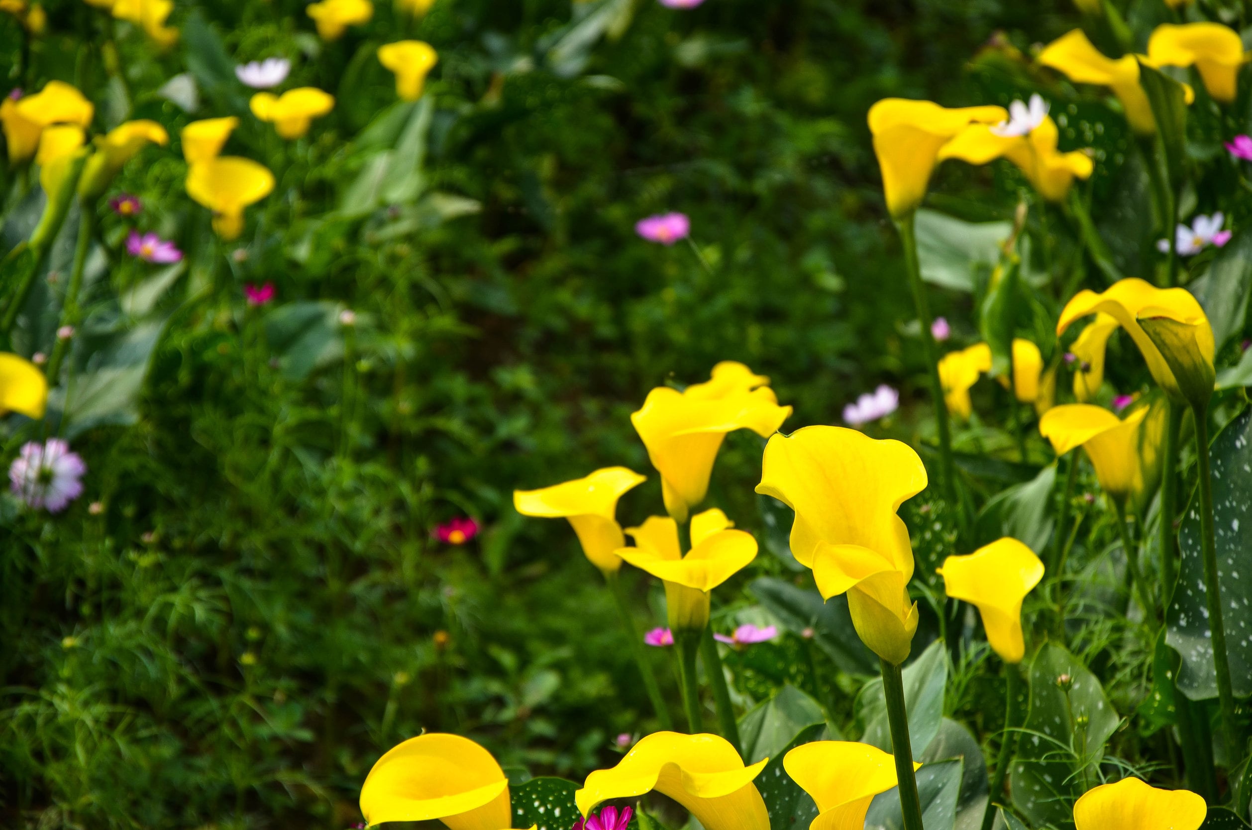  1151 perennials - View #4