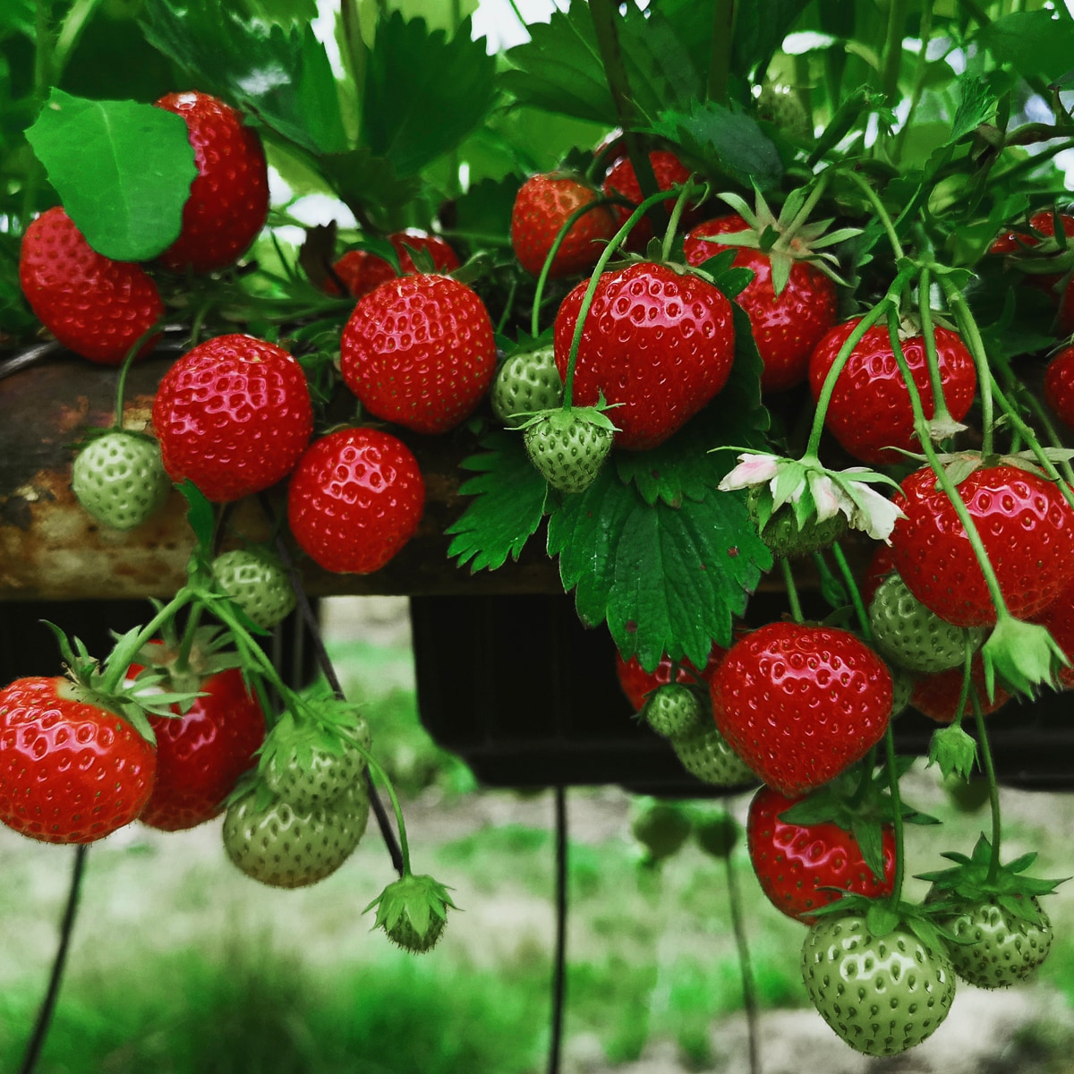 Van Zyverden 84850 20 -Pack Strawberry Plant in Bareroot Summer