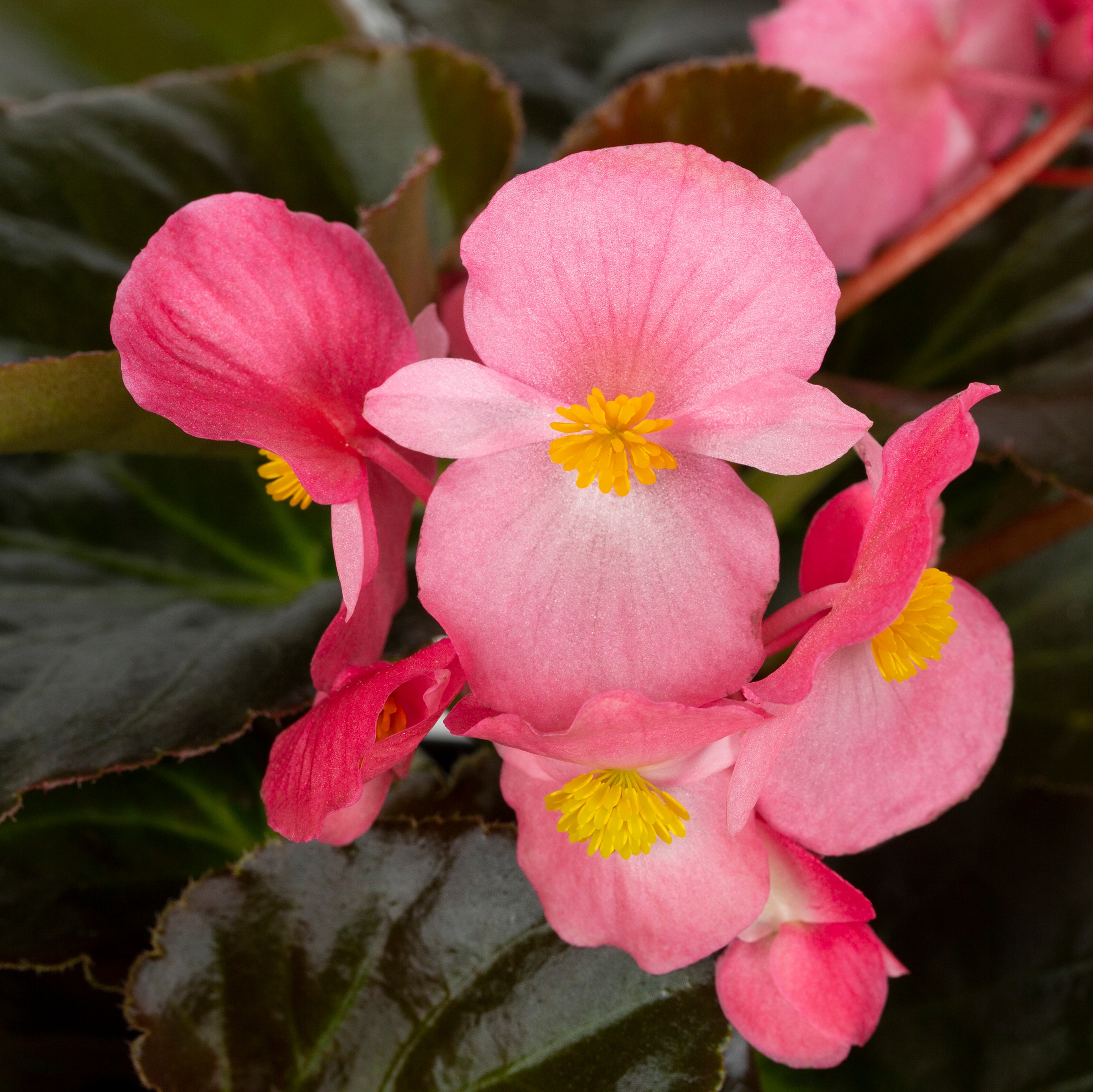 Lowe's Multicolor Begonia in 12-Pack Tray in the Annuals department at  