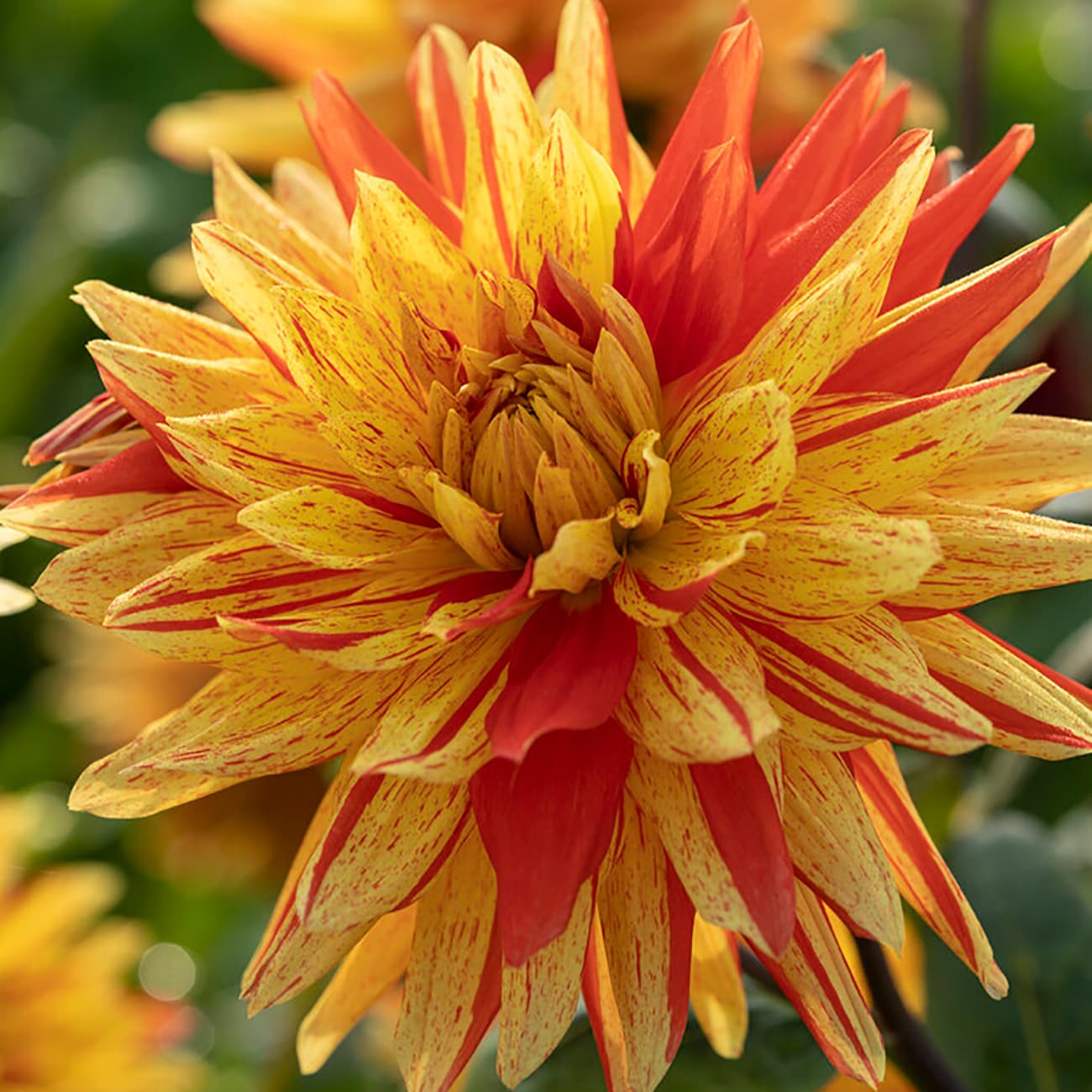 Van Zyverden 84137 Multicolor Dahlia Bulbs 5 Count