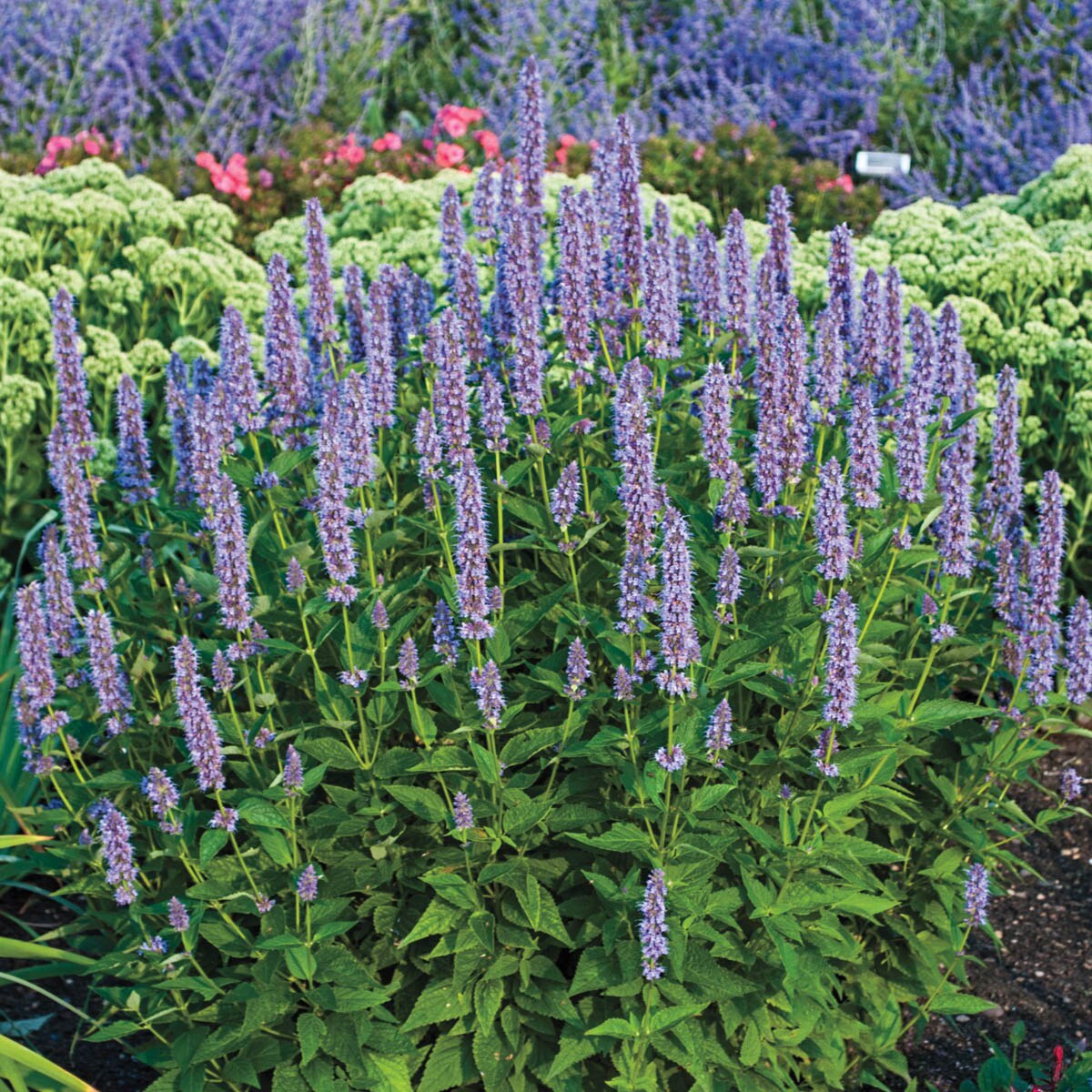 Spring Hill Nurseries 60024 perennials - View #3