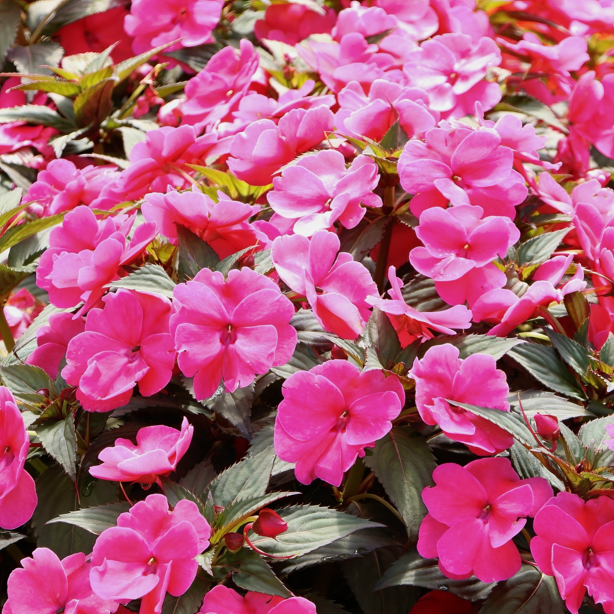 National Plant Network LW1555 annuals - View #4