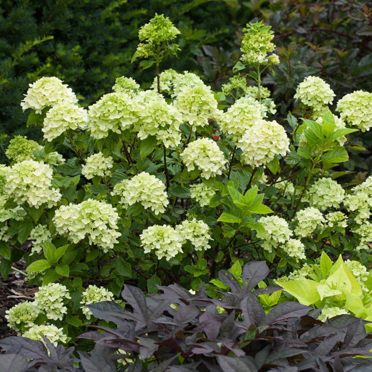 Perfect Plants LOLITTLELIME3G shrubs - View #3
