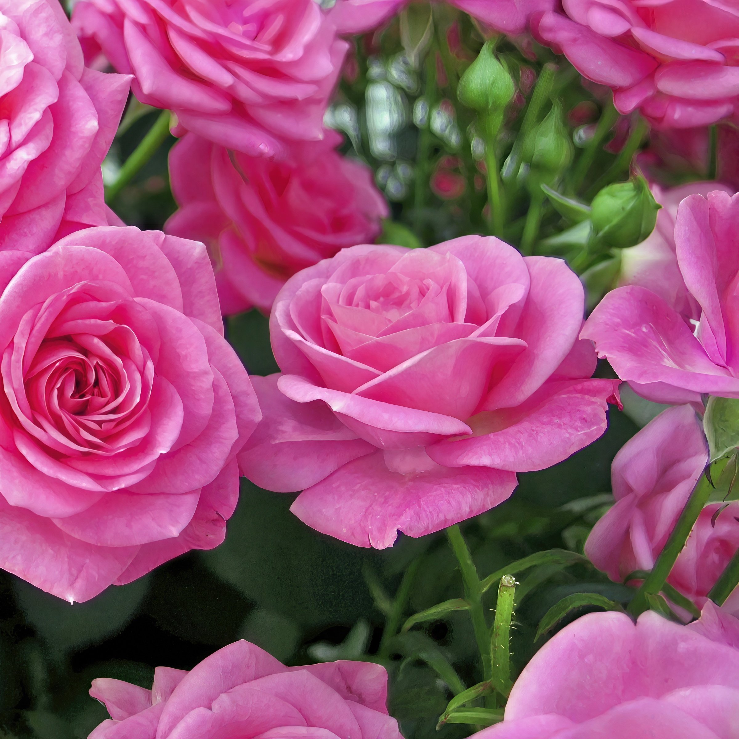 National Plant Network Red Curly Pink 1 -Pack 1 -Pack in Bare root in ...
