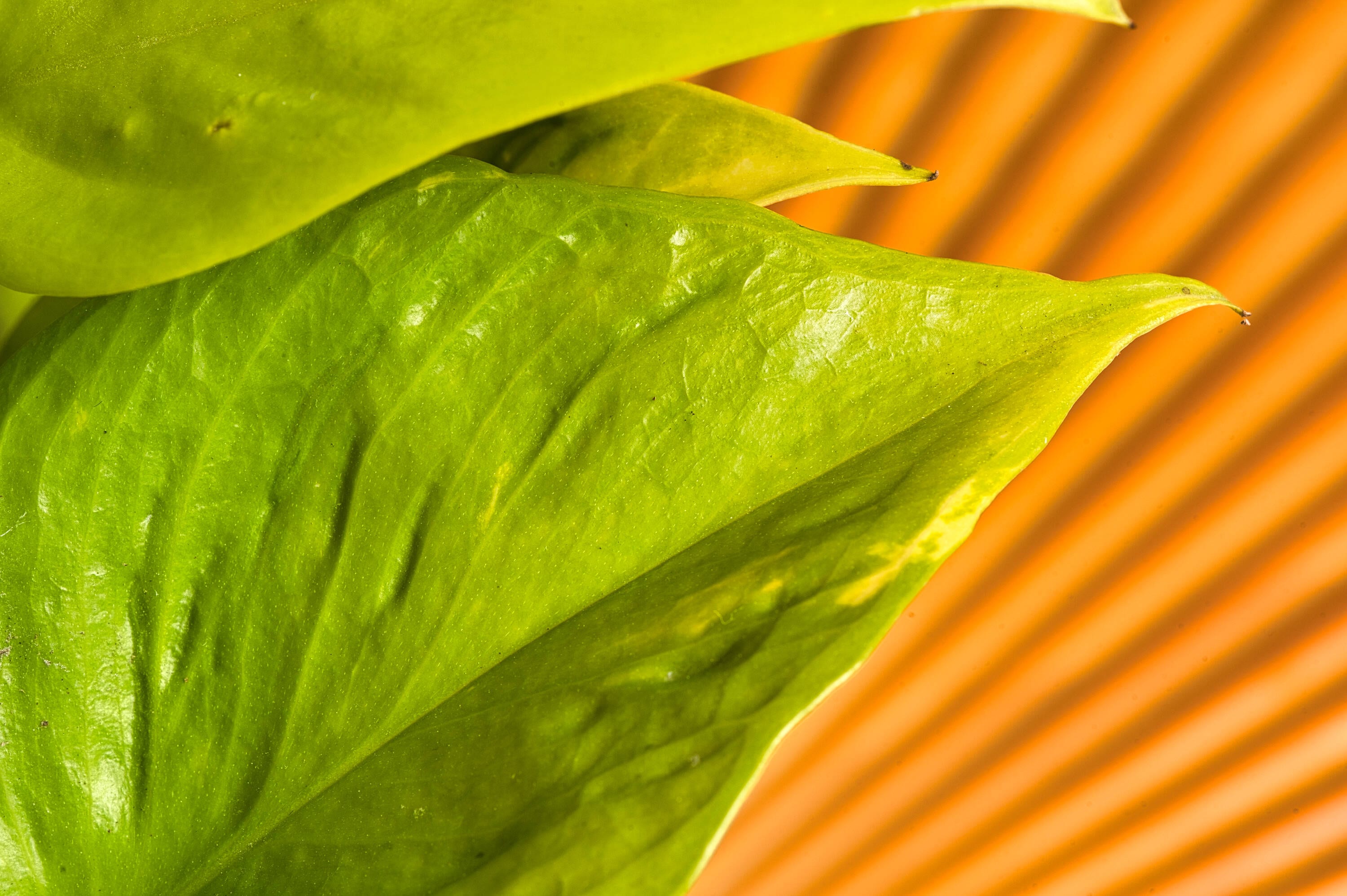 Costa Farms 6011330 hseplants - View #2