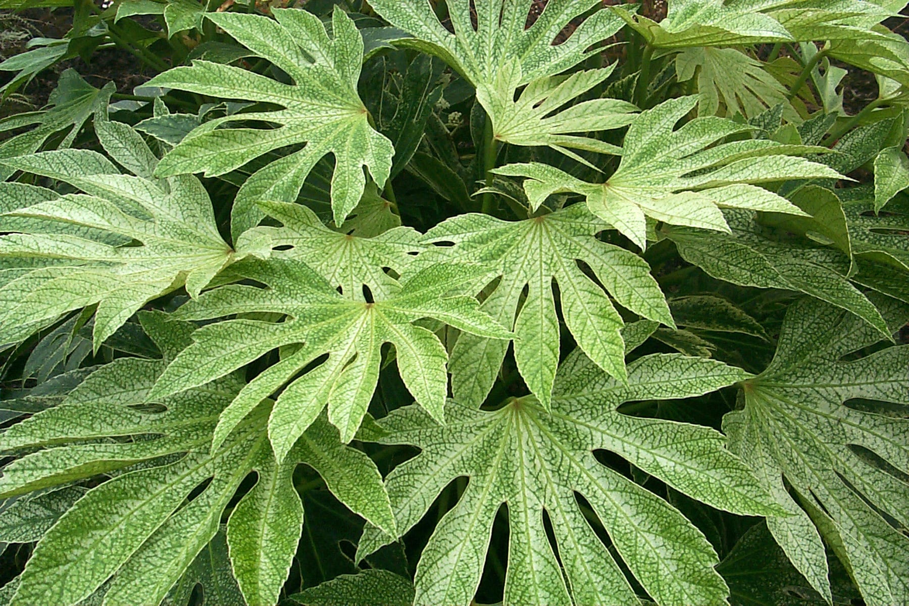 National Plant Network LW3051 hseplants - View #5