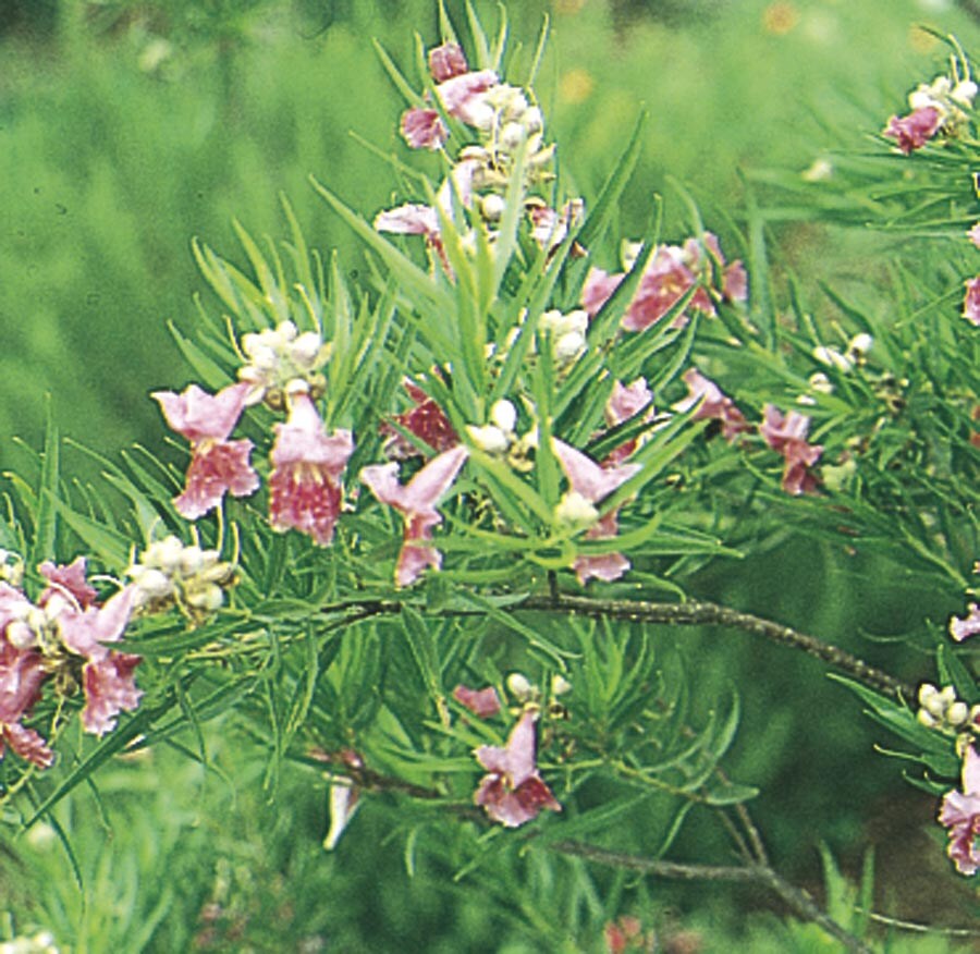  014305397093 13.35-Gallon Pink Feature Tree Bubba Desert Willow In Pot (With Soil)