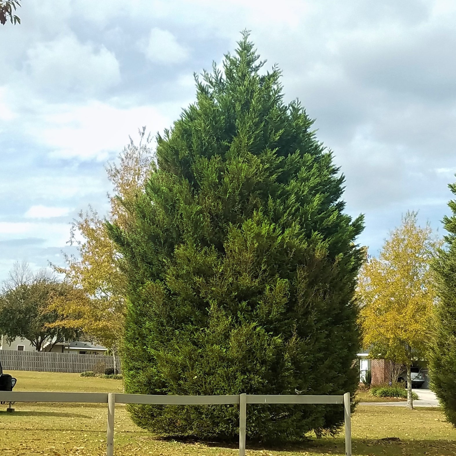 Flowerwood 12373FL-2 trees - View #6