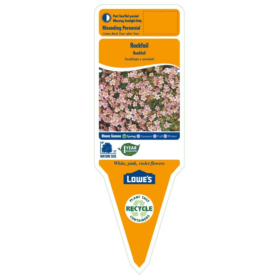 Lowe's NURSERY perennials - View #2