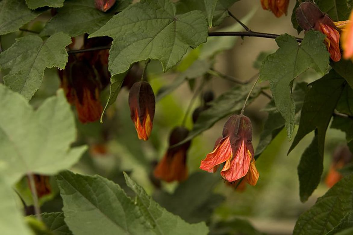 Monrovia 049741S Orange Cascade Dawn Flowering Maple Flowering Shrub in In pot (with soil)