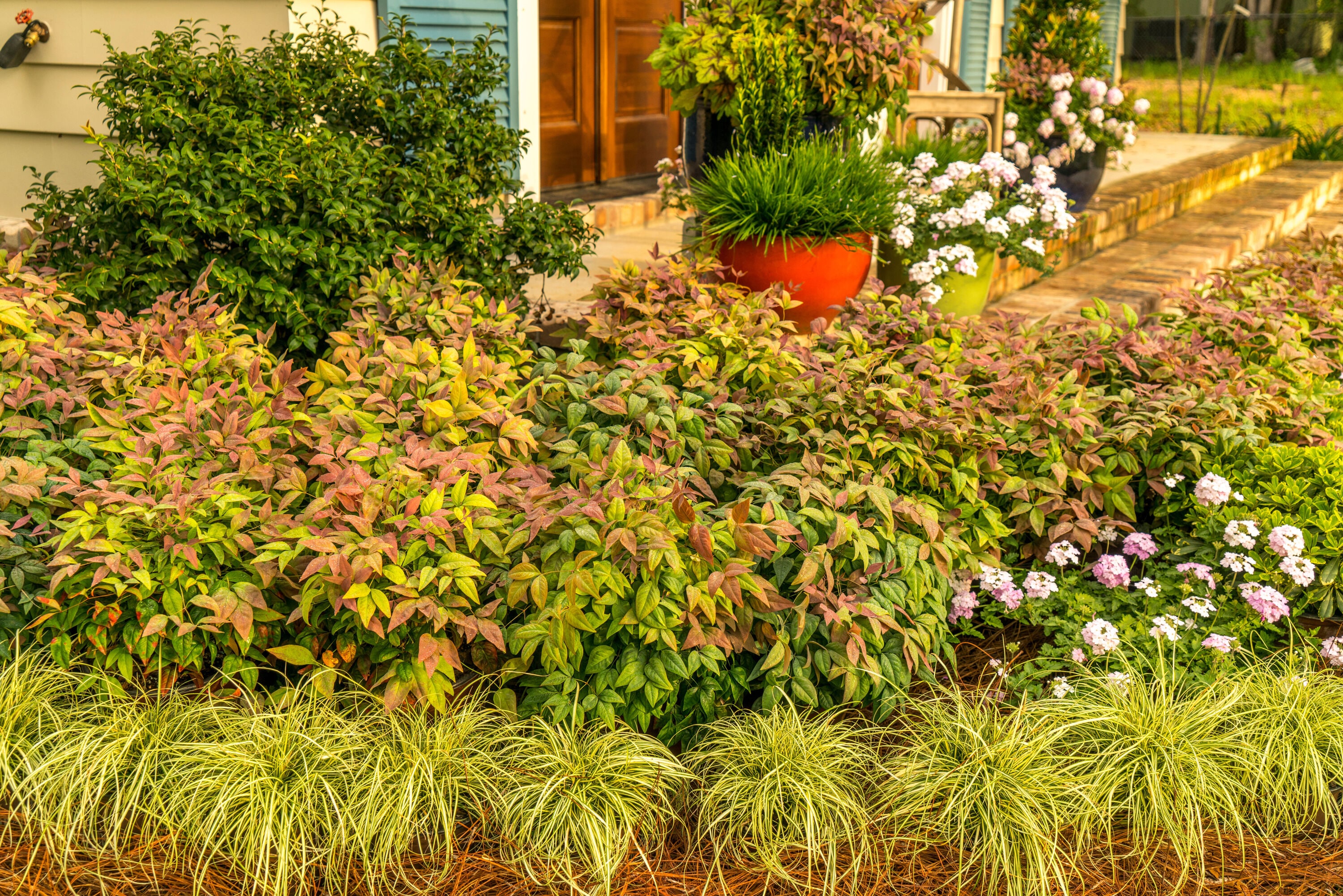 Southern Living Plant Collection 43072TSL-1 shrubs - View #9