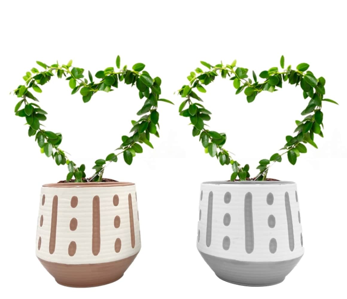 LiveTrends ASB07661 Petite Brushwork House plant in 12 Ounce(s) Pot 1 -Pack