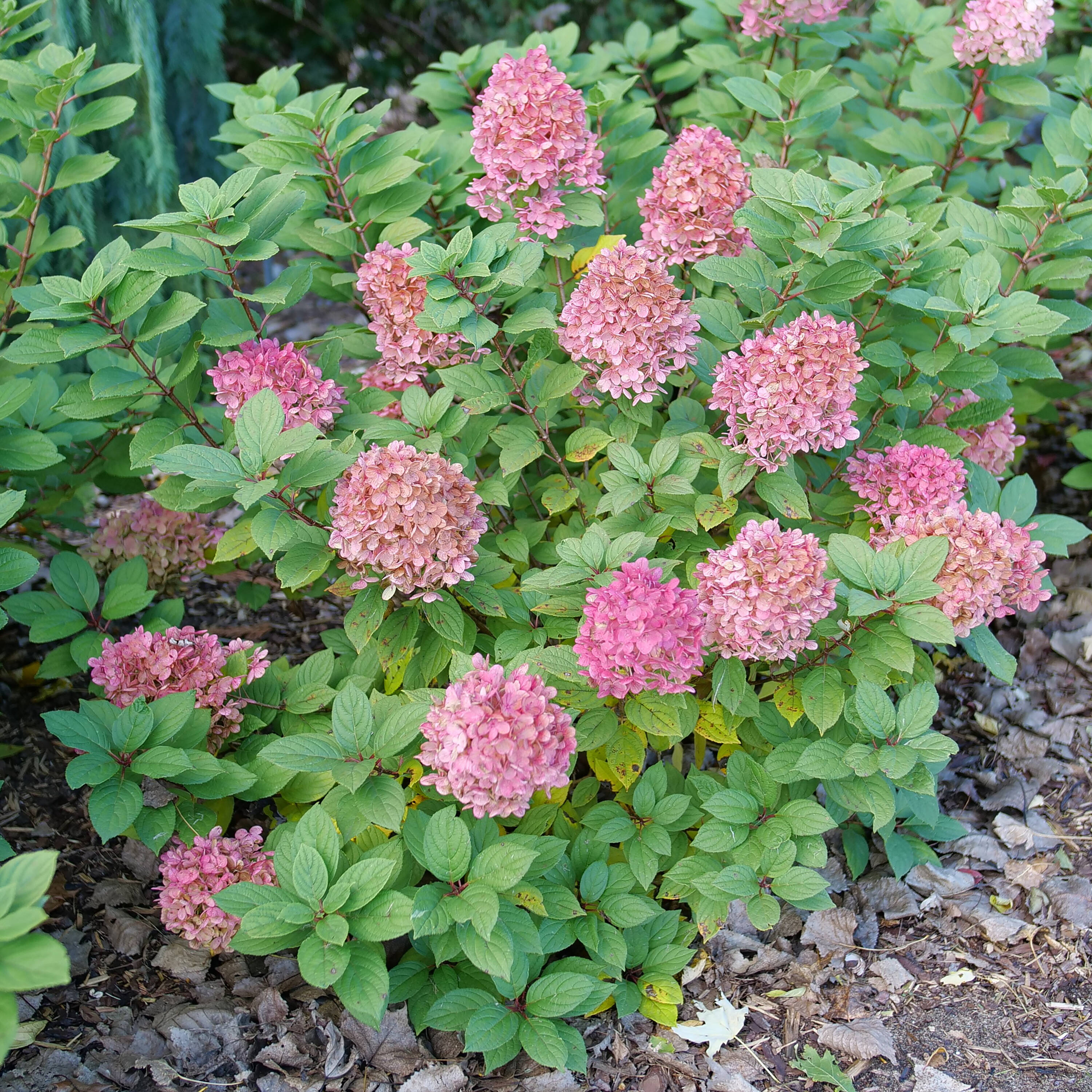 Proven Winners HYDPRC1217800 shrubs - View #3
