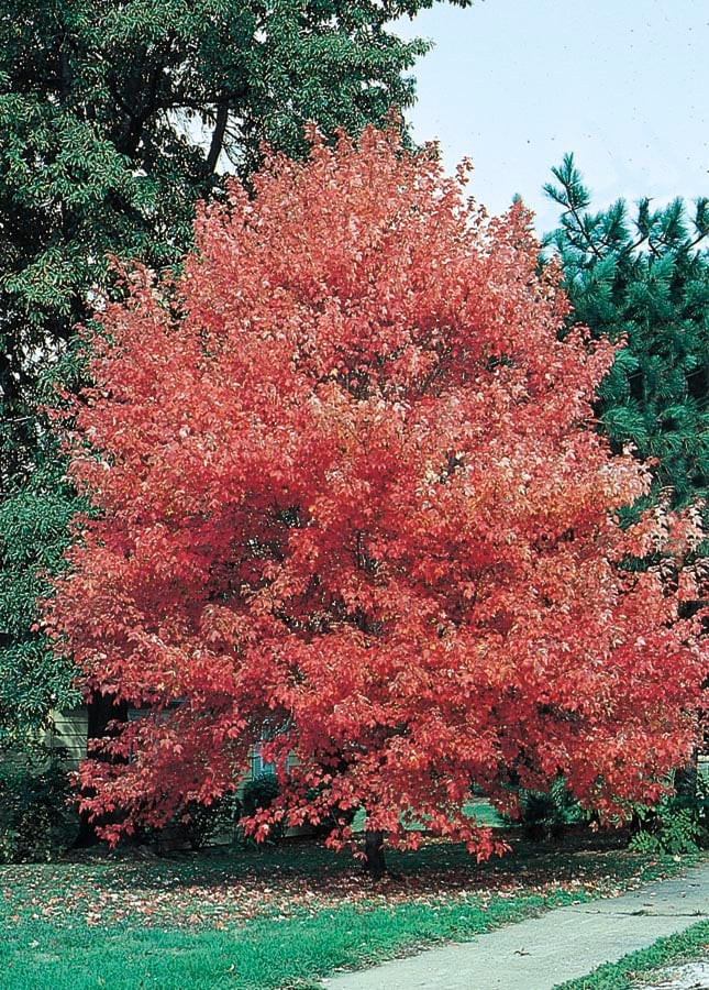 Lowe's NURSERY -Gallon Red Shade Autumn Flame Maple In pot (with soil)