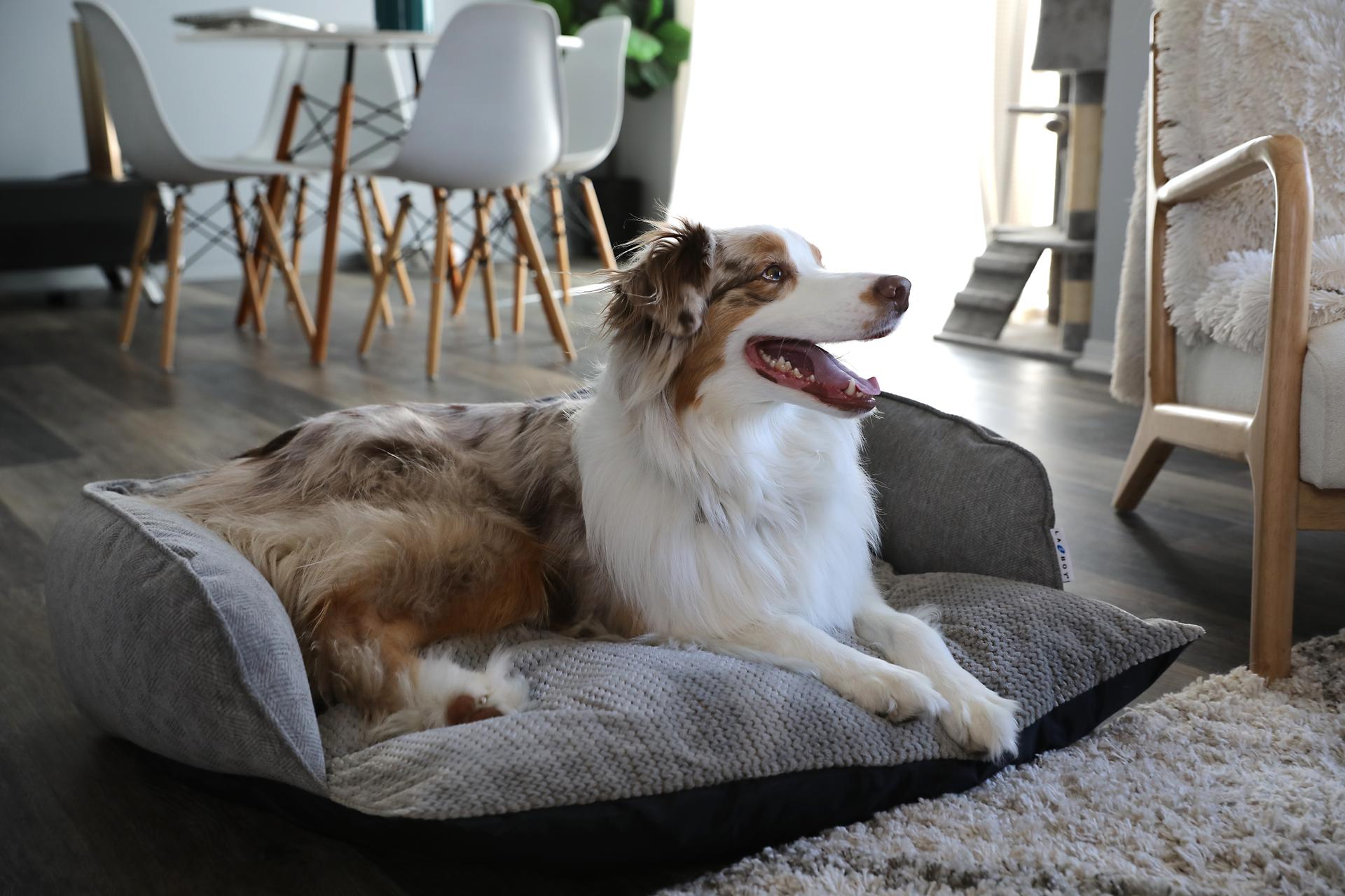 La z boy dog bed best sale