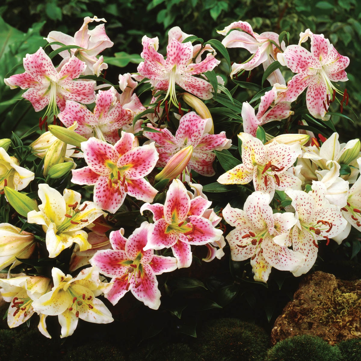 Oriental Border Lilies Mixture Plants Bulbs And Seeds At