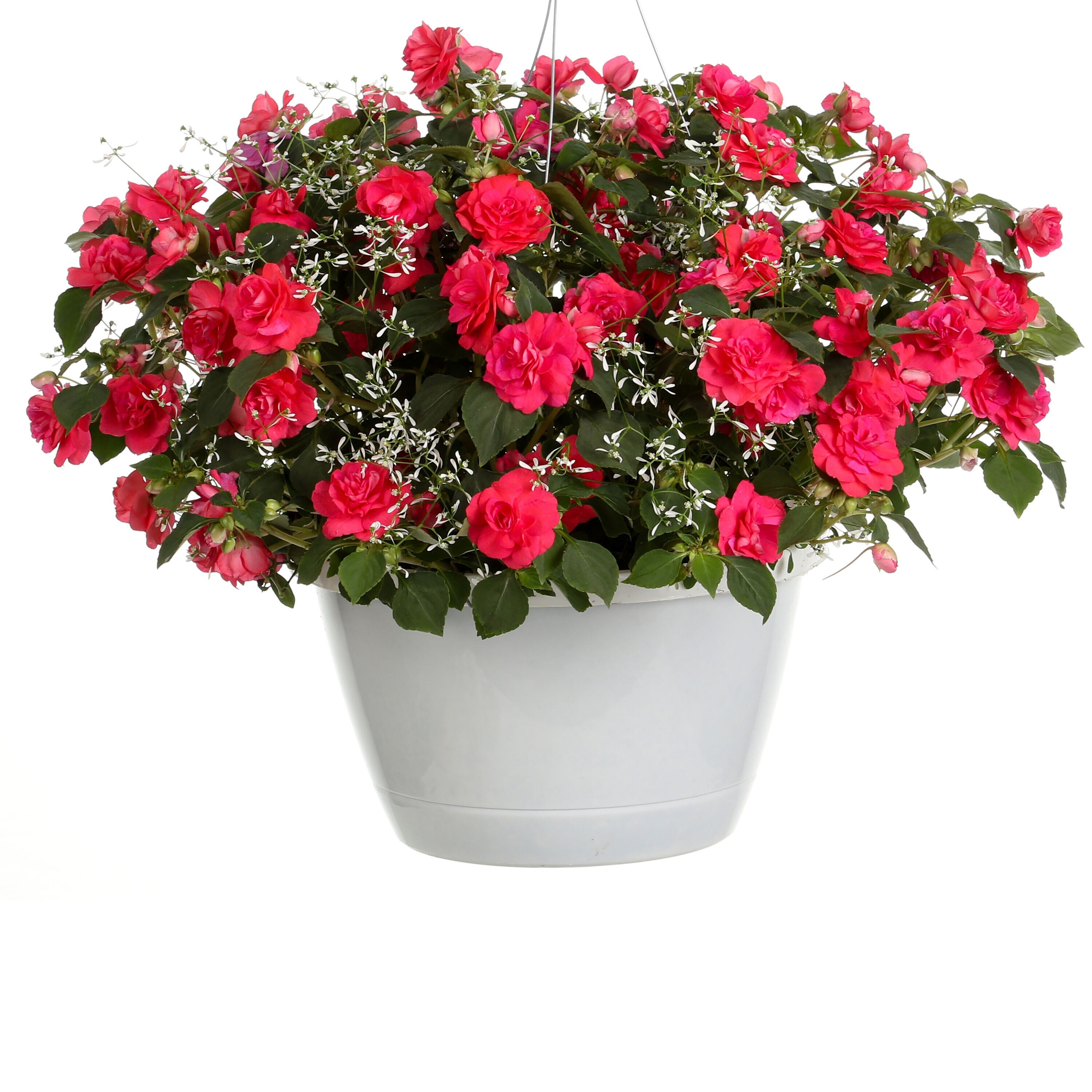 Proven Winners Pink Rockapulco Coral Reef Double Impatiens in 4.25-in ...