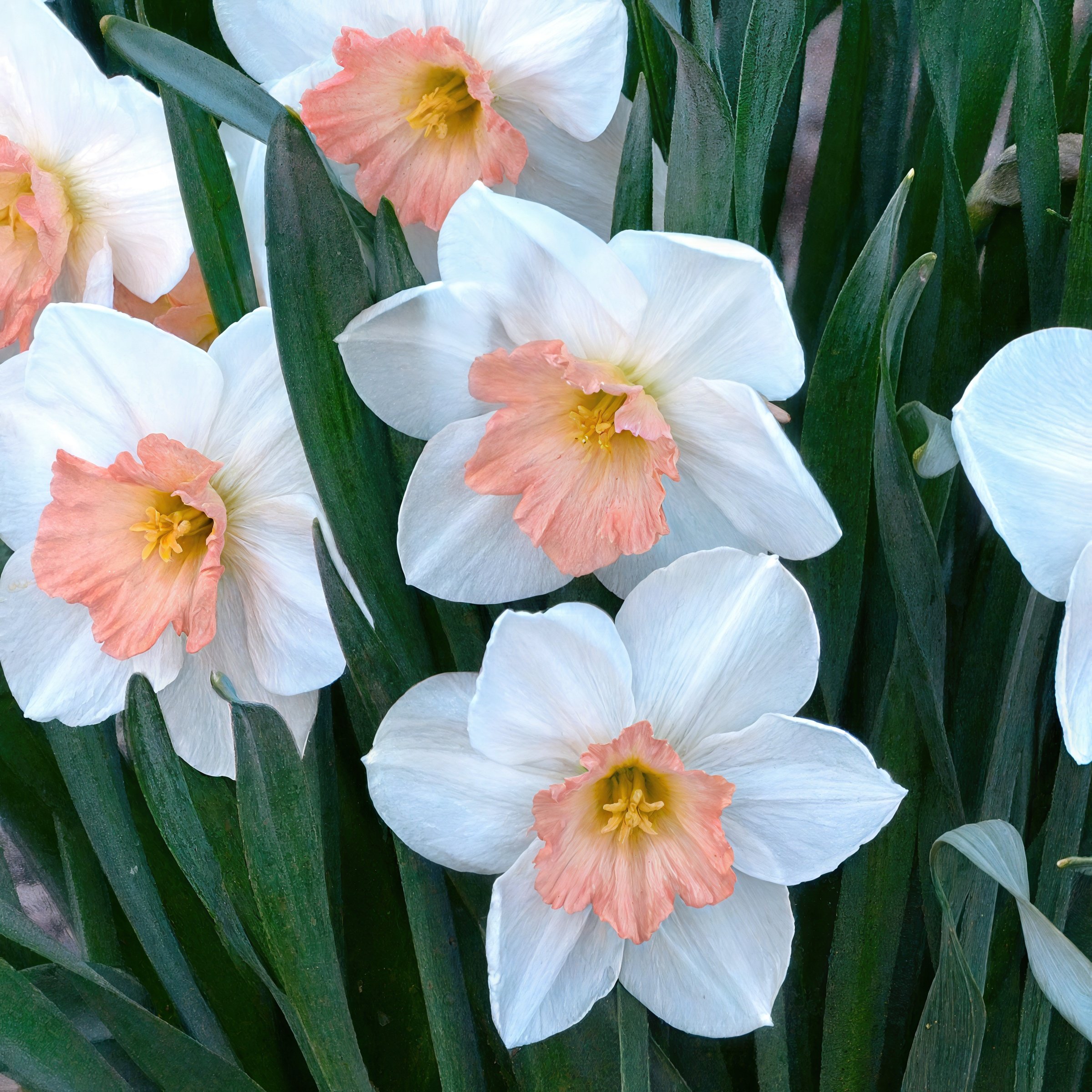 National Plant Network LW3141B Plant-Bulbs - View #7