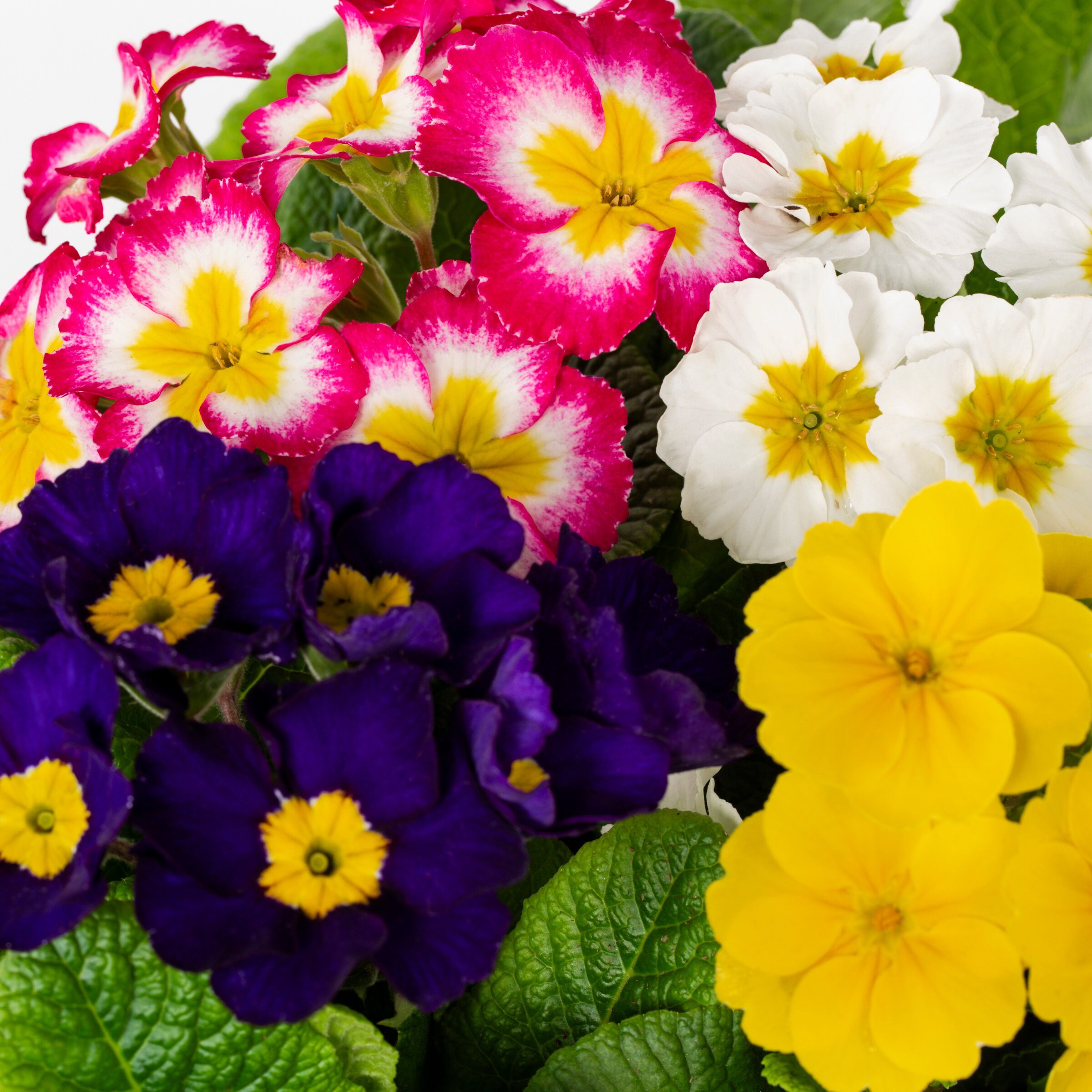 Lowe's NURSERY annuals - View #2