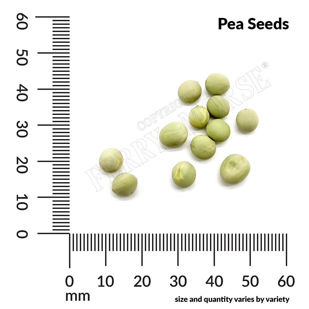 Ferry-Morse LC25.9636 Vegetable-Herb-Seeds - View #4